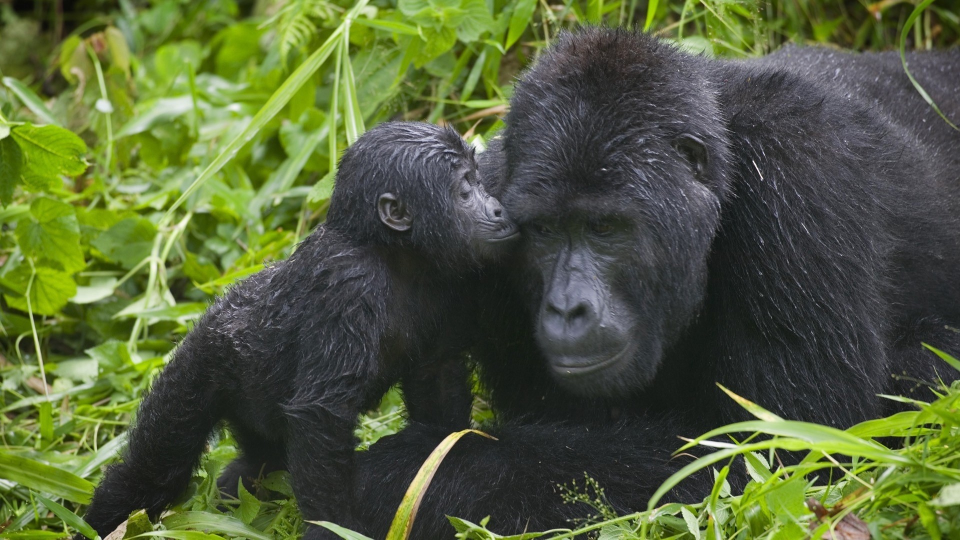 Baby Gorilla and Mother in Greenery HD Wallpaper