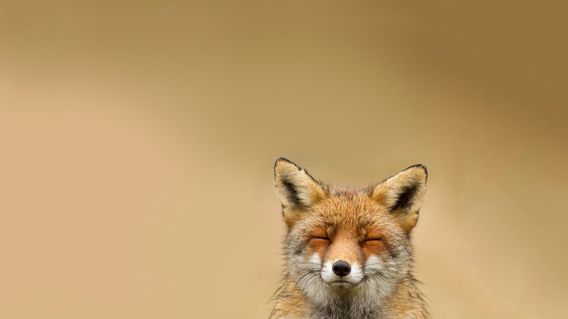 Funny Fox with Eyes Closed HD Wallpaper