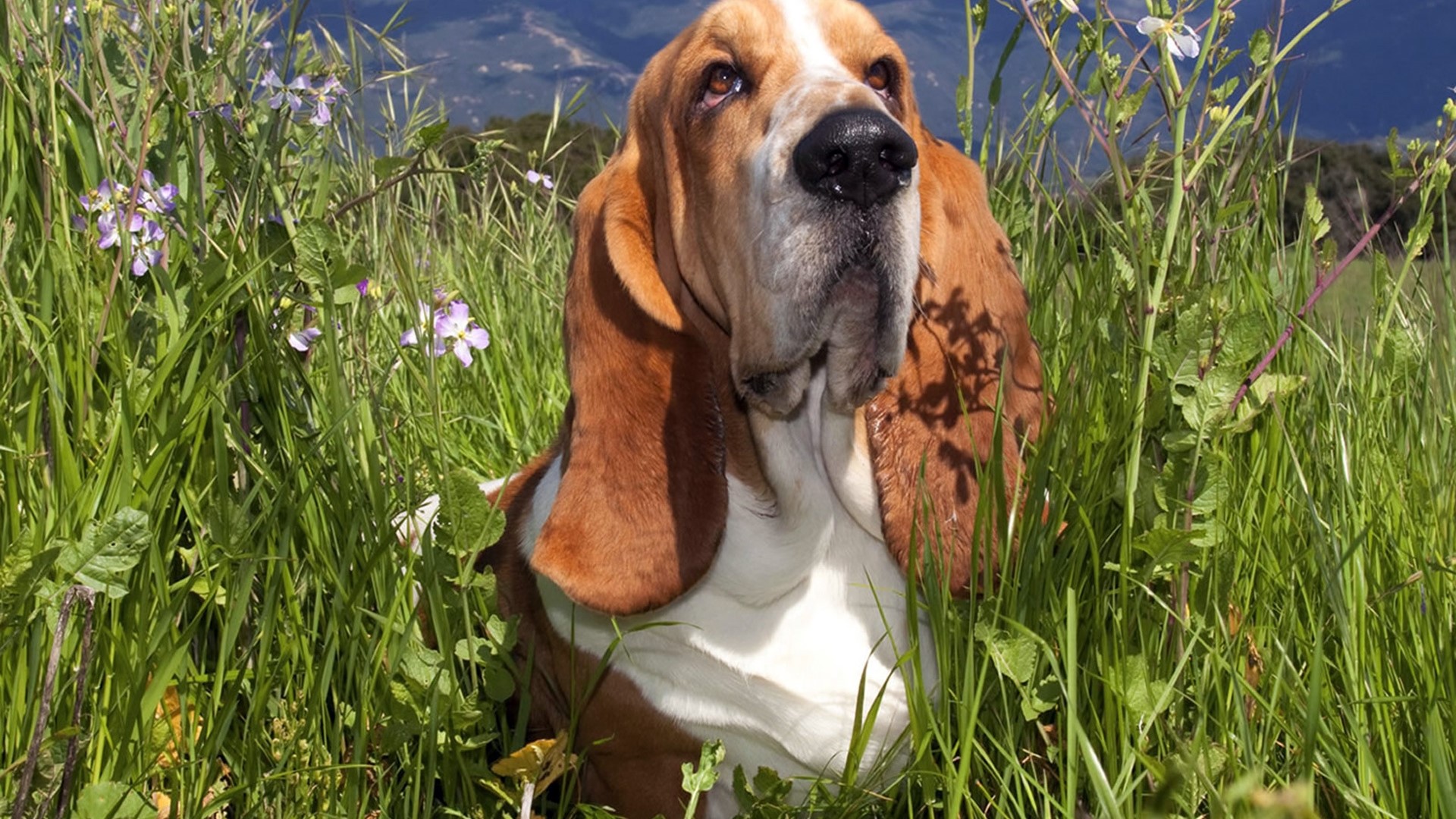 Basset Hound in a field of flowers HD Wallpaper