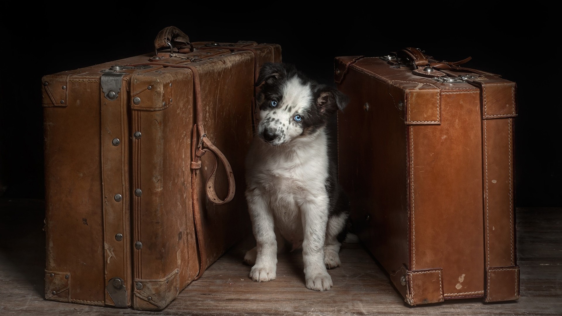 Cute puppy between old suitcases HD Wallpaper