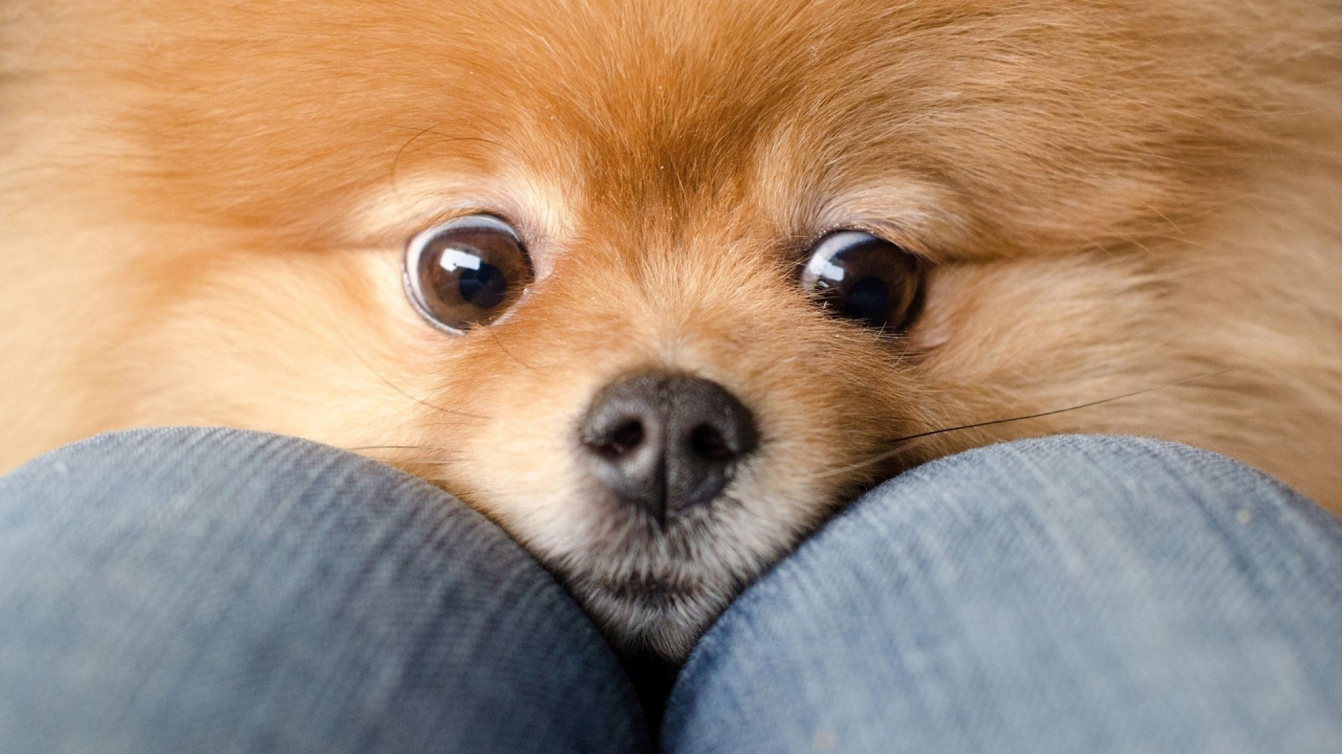 Close-up of a Pomeranian dog's face HD Wallpaper