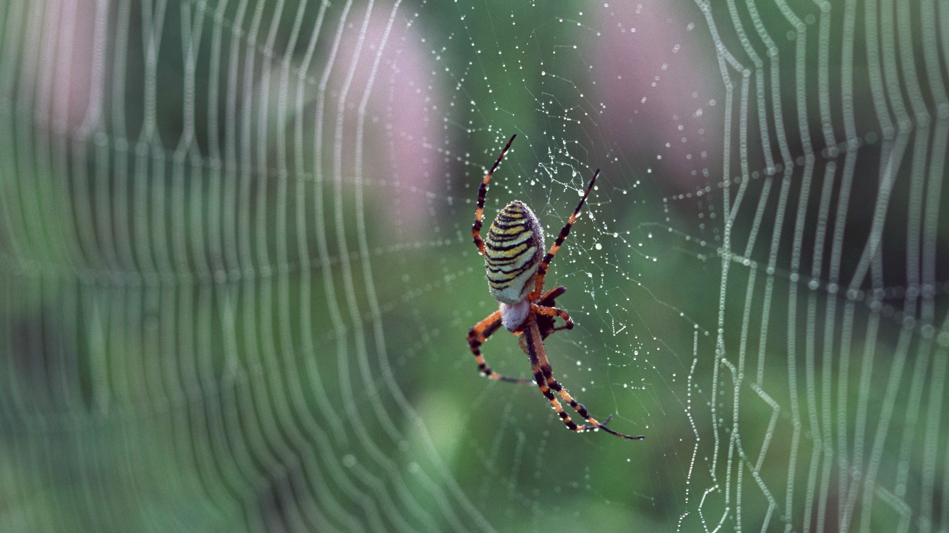 Spider on a web with dew drops HD Wallpaper