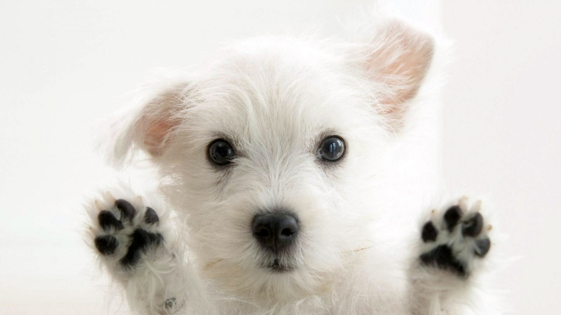 Cute White Puppy with Paws on Glass HD Wallpaper