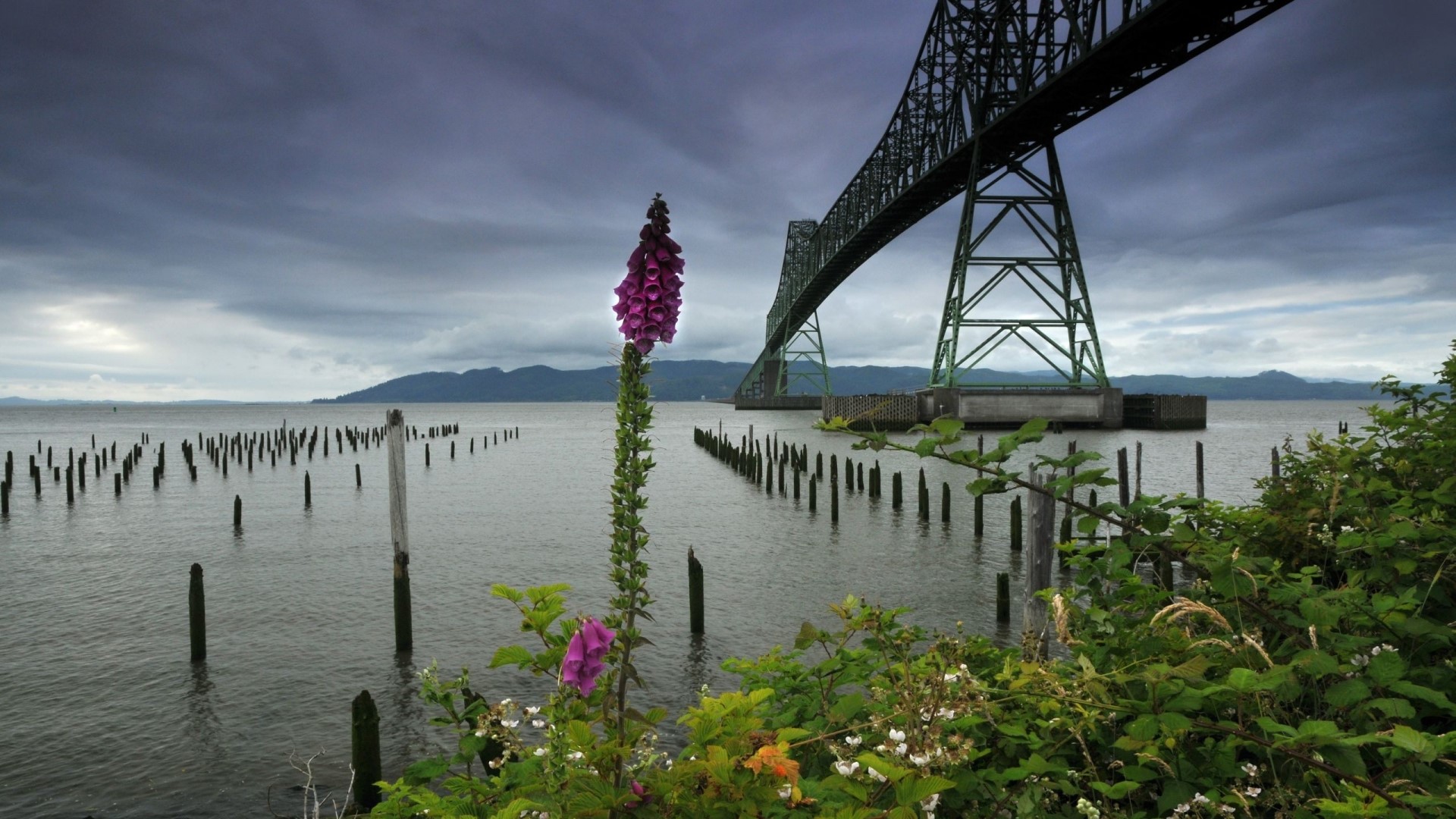 Astoria Bridge over water with flower HD Wallpaper