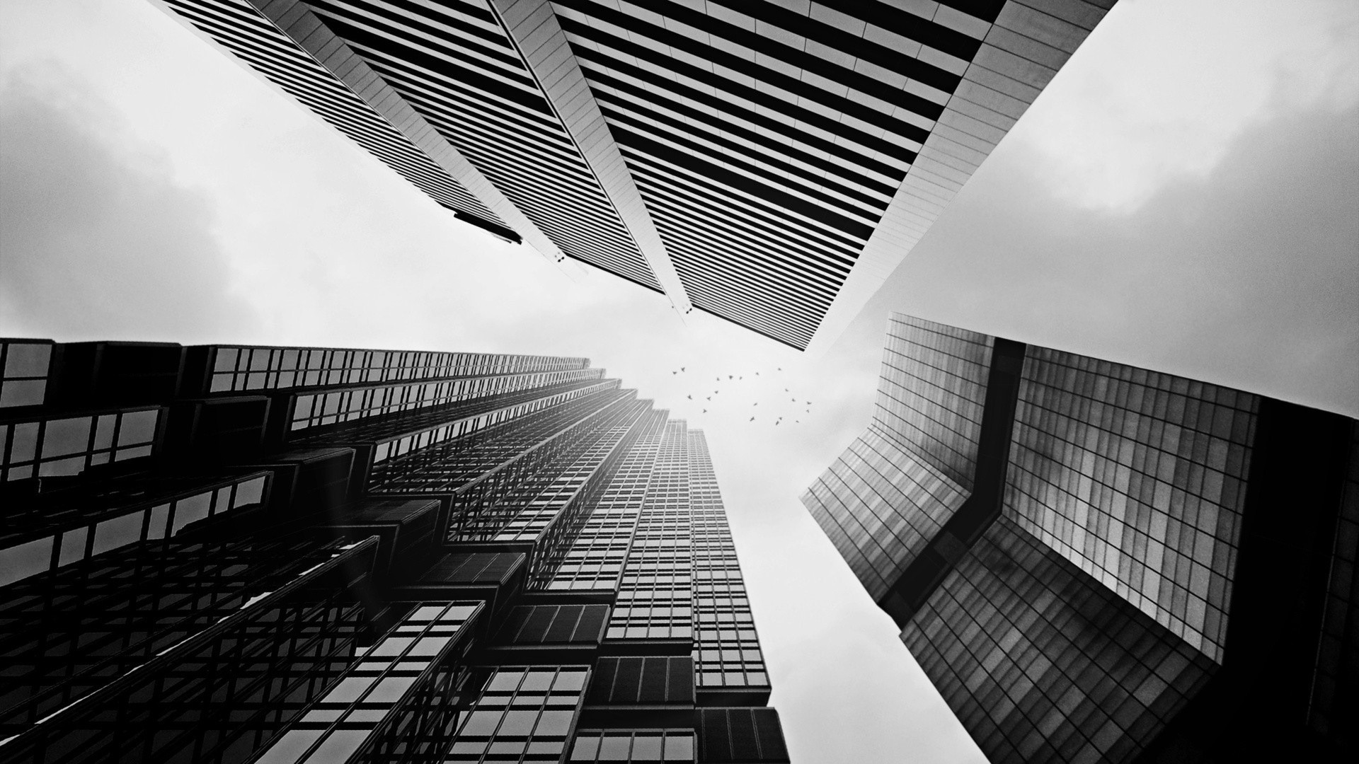 Birds fly past modern skyscrapers HD Wallpaper