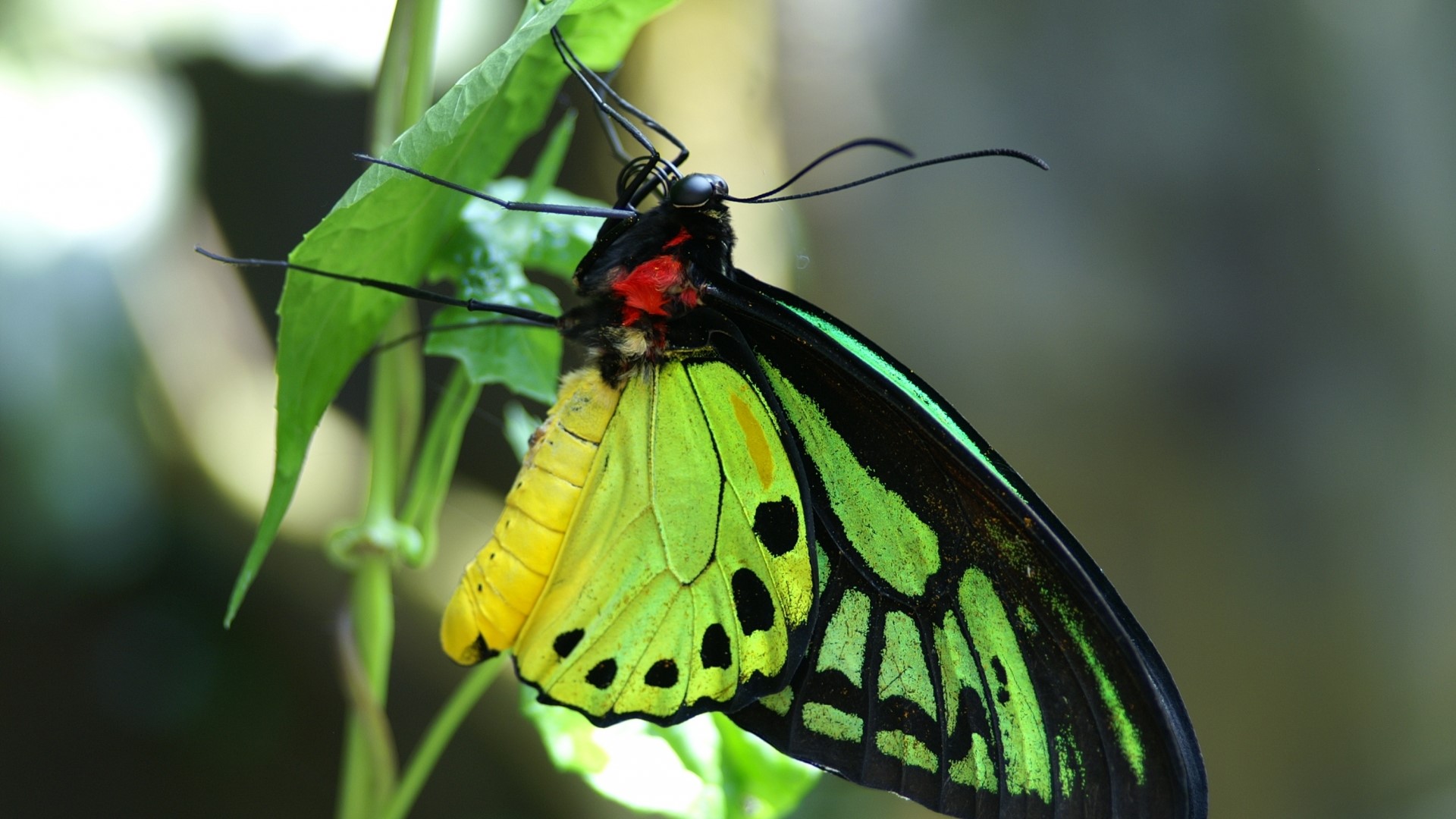 Close-up of a colorful butterfly on a leaf HD Wallpaper