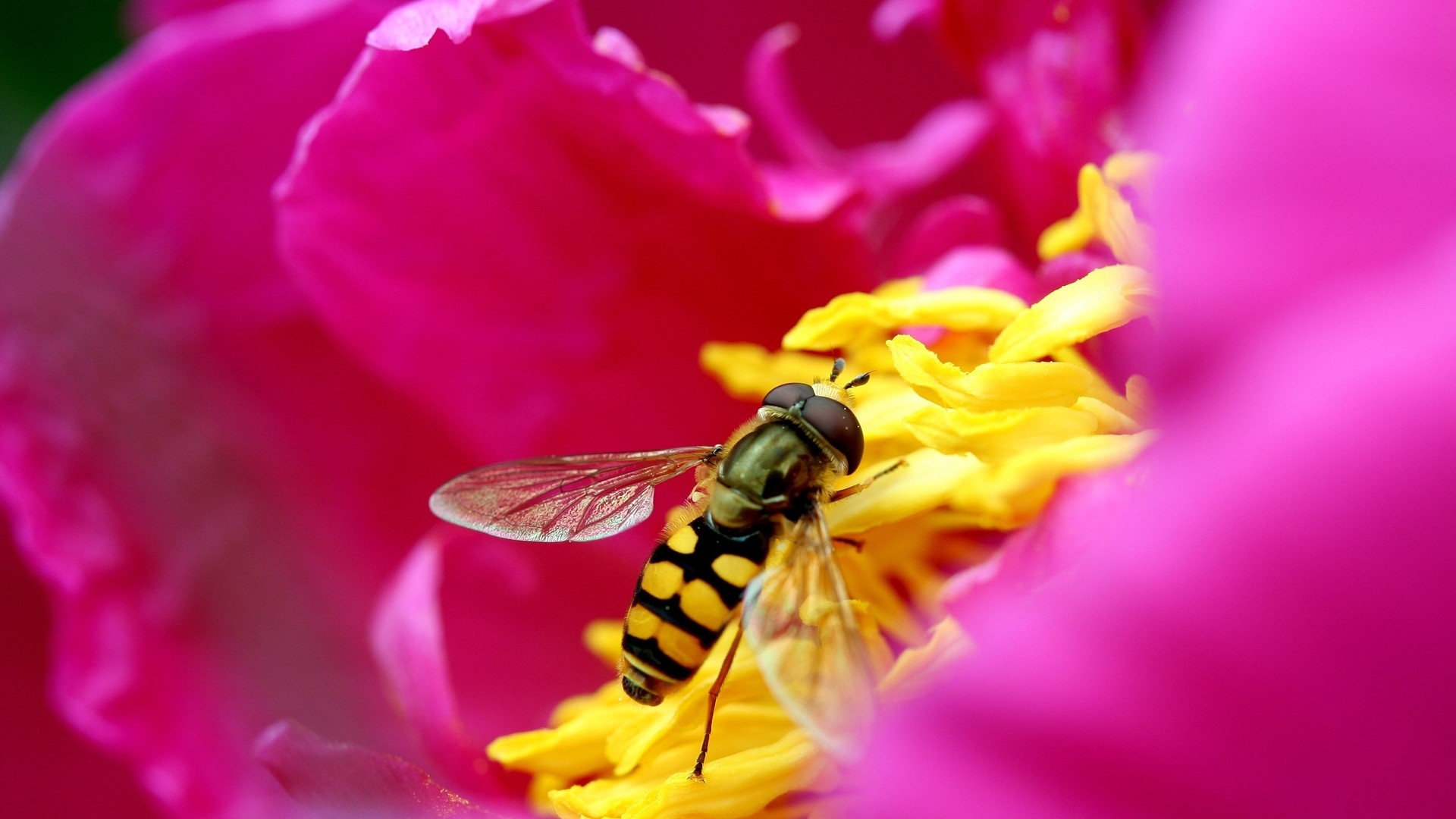 Hoverfly on a pink and yellow flower HD Wallpaper