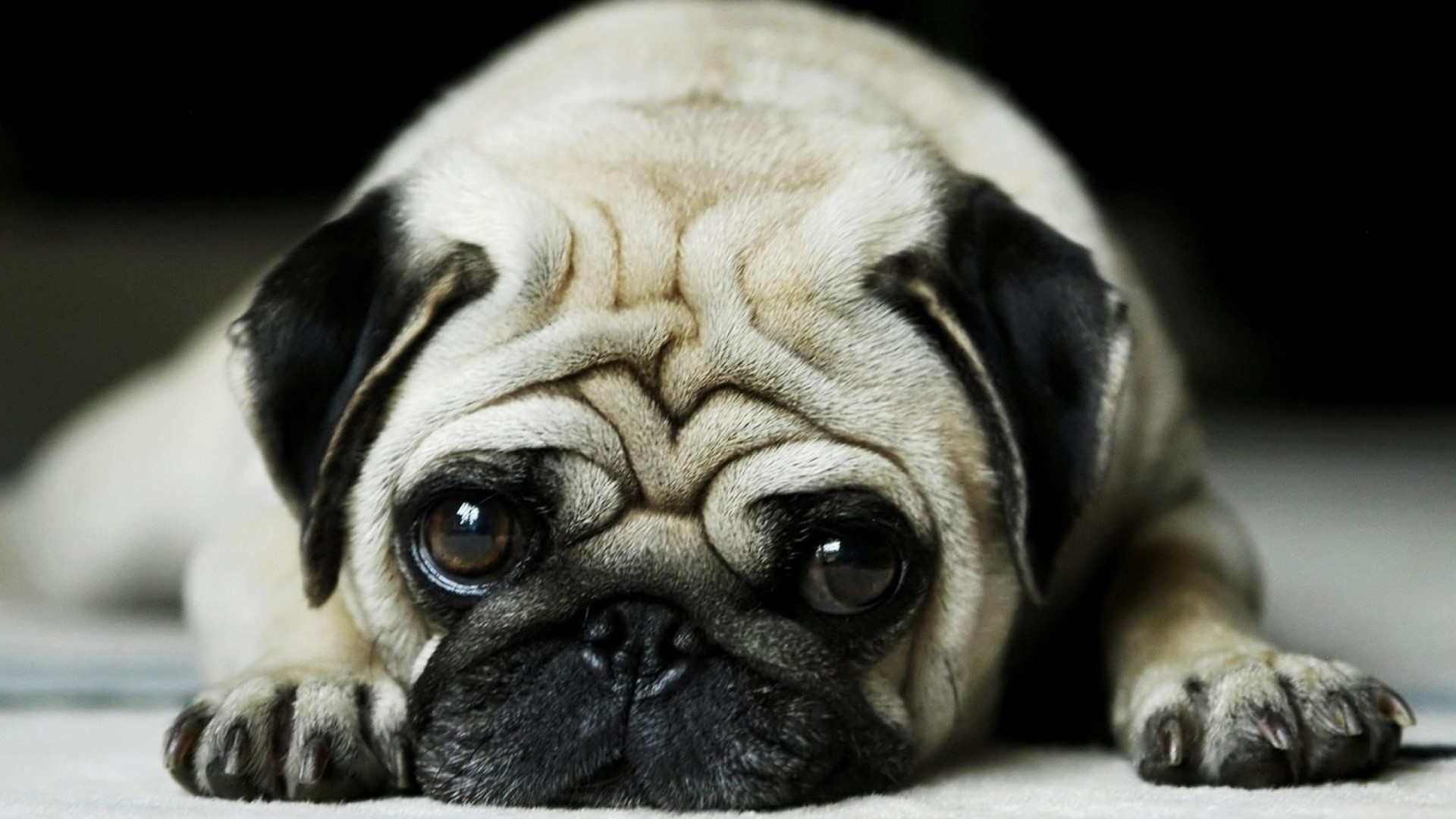 Cute Pug Dog HD Wallpaper