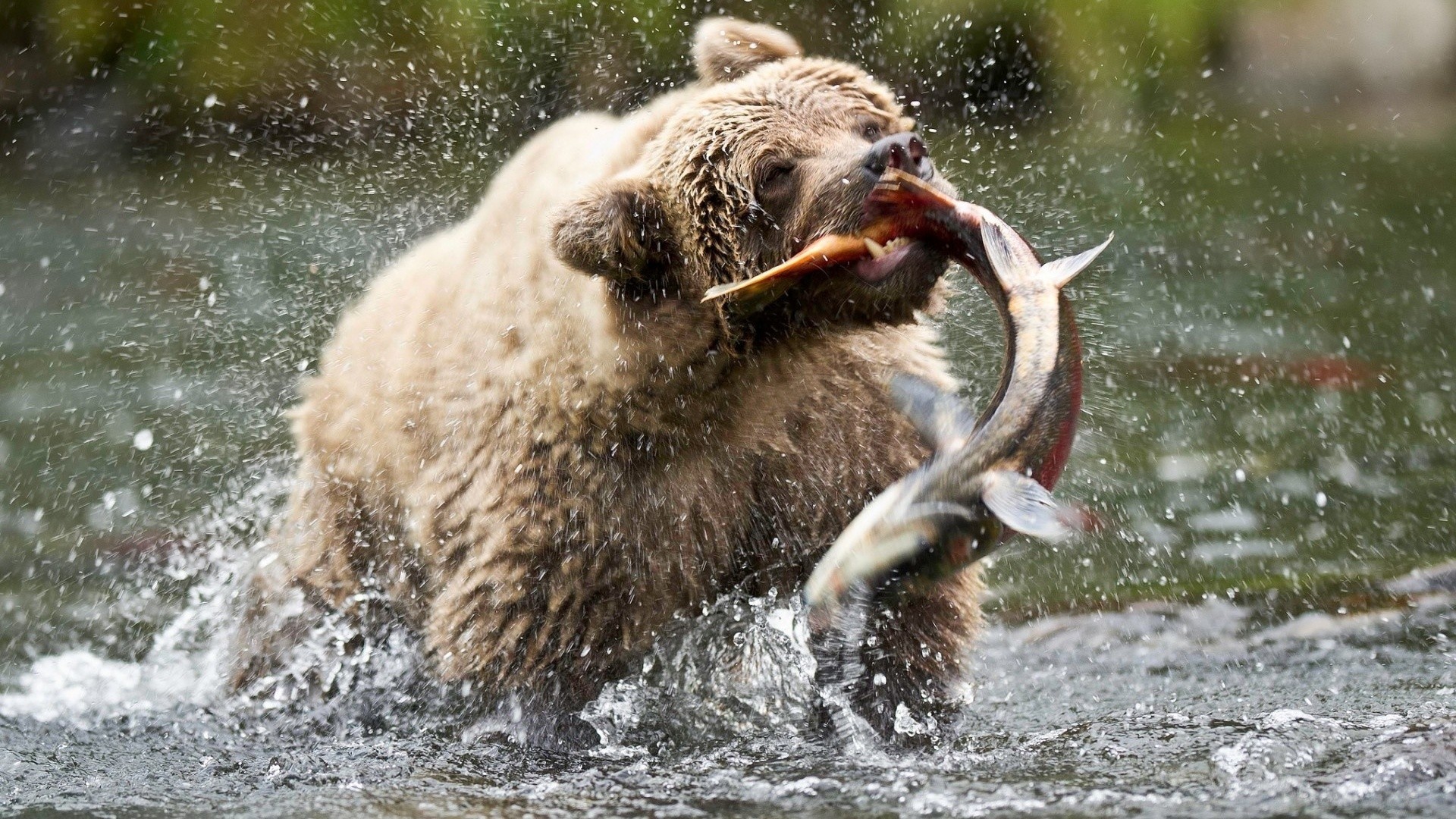 Bear catching a salmon in water HD Wallpaper