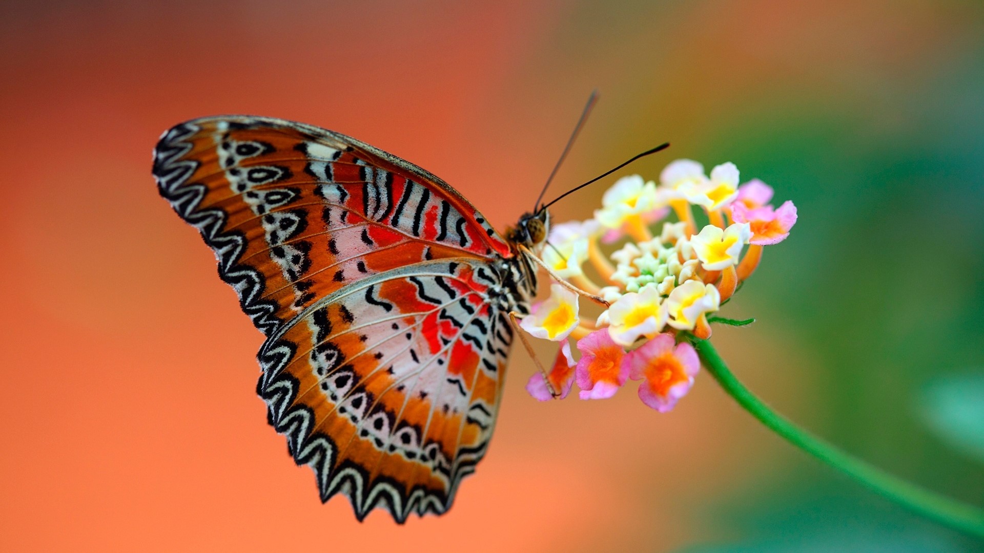 Butterfly on a colorful flower HD Wallpaper