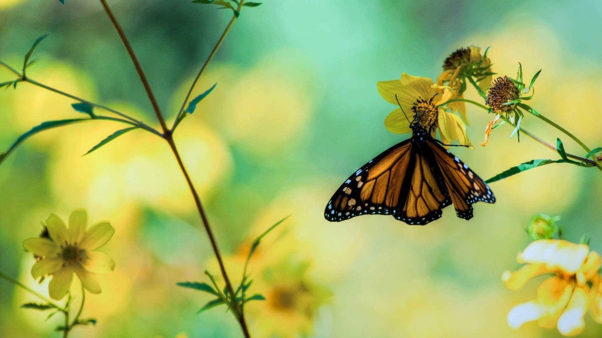 Monarch butterfly on a yellow flower HD Wallpaper
