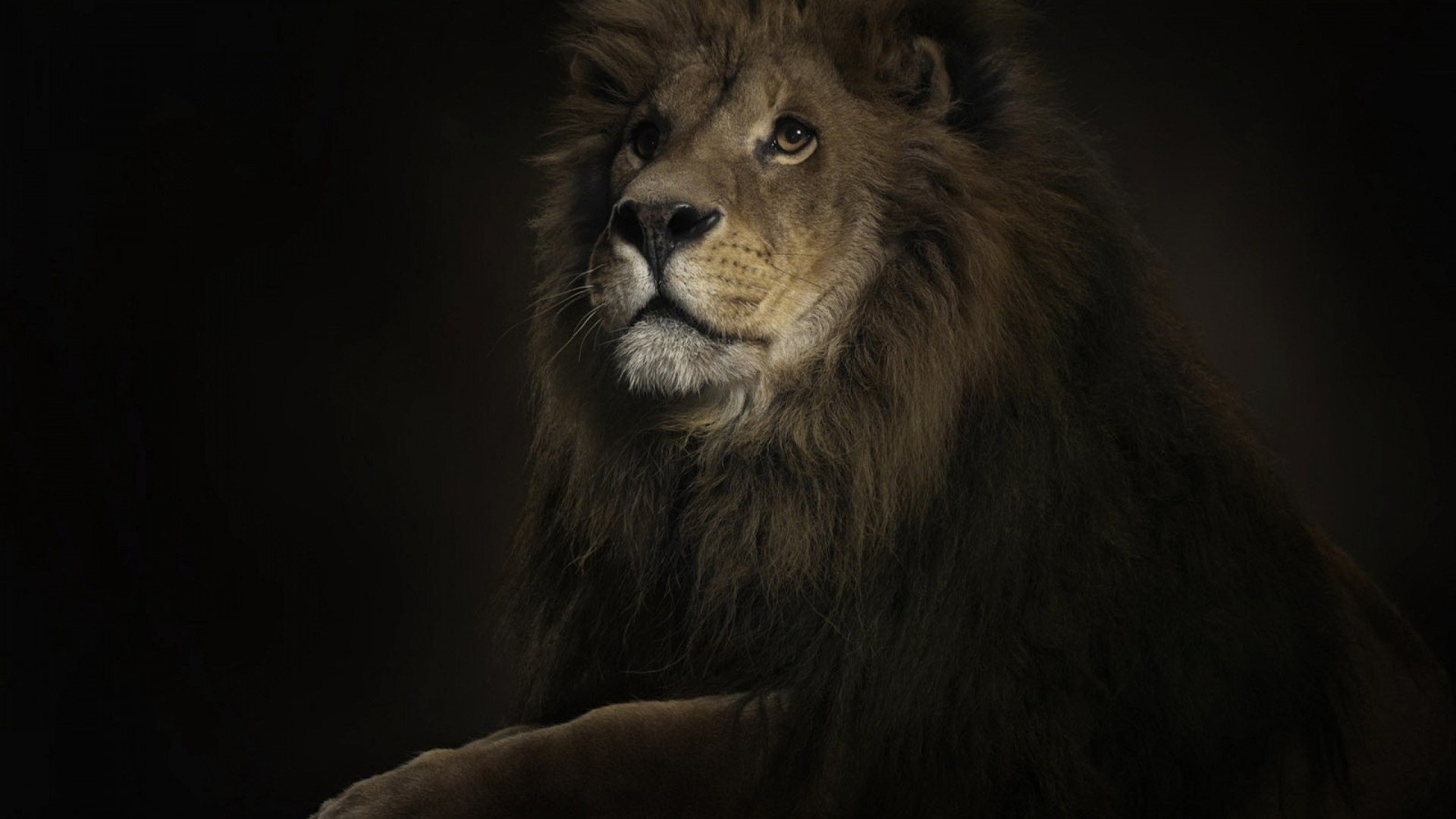 Lion with a dark background HD Wallpaper