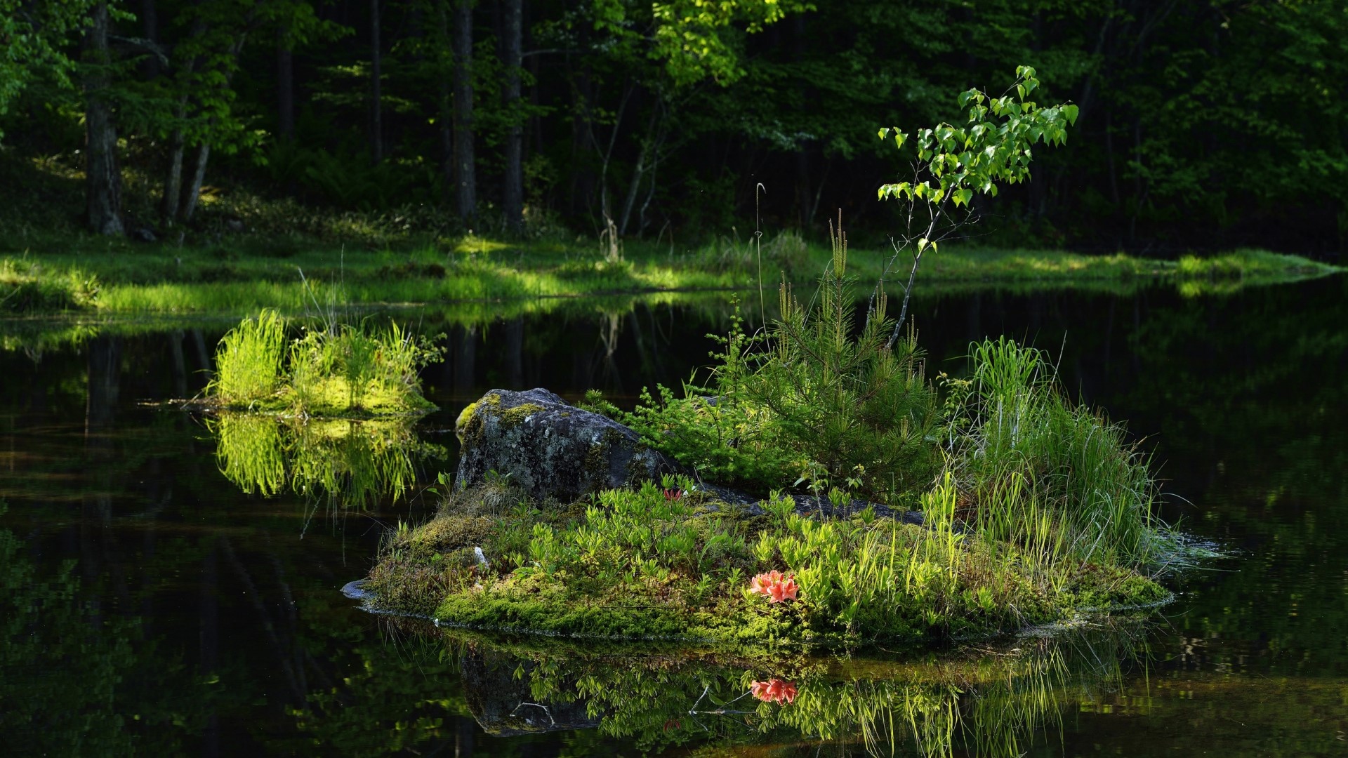 Island with trees and flowers in a lake HD Wallpaper