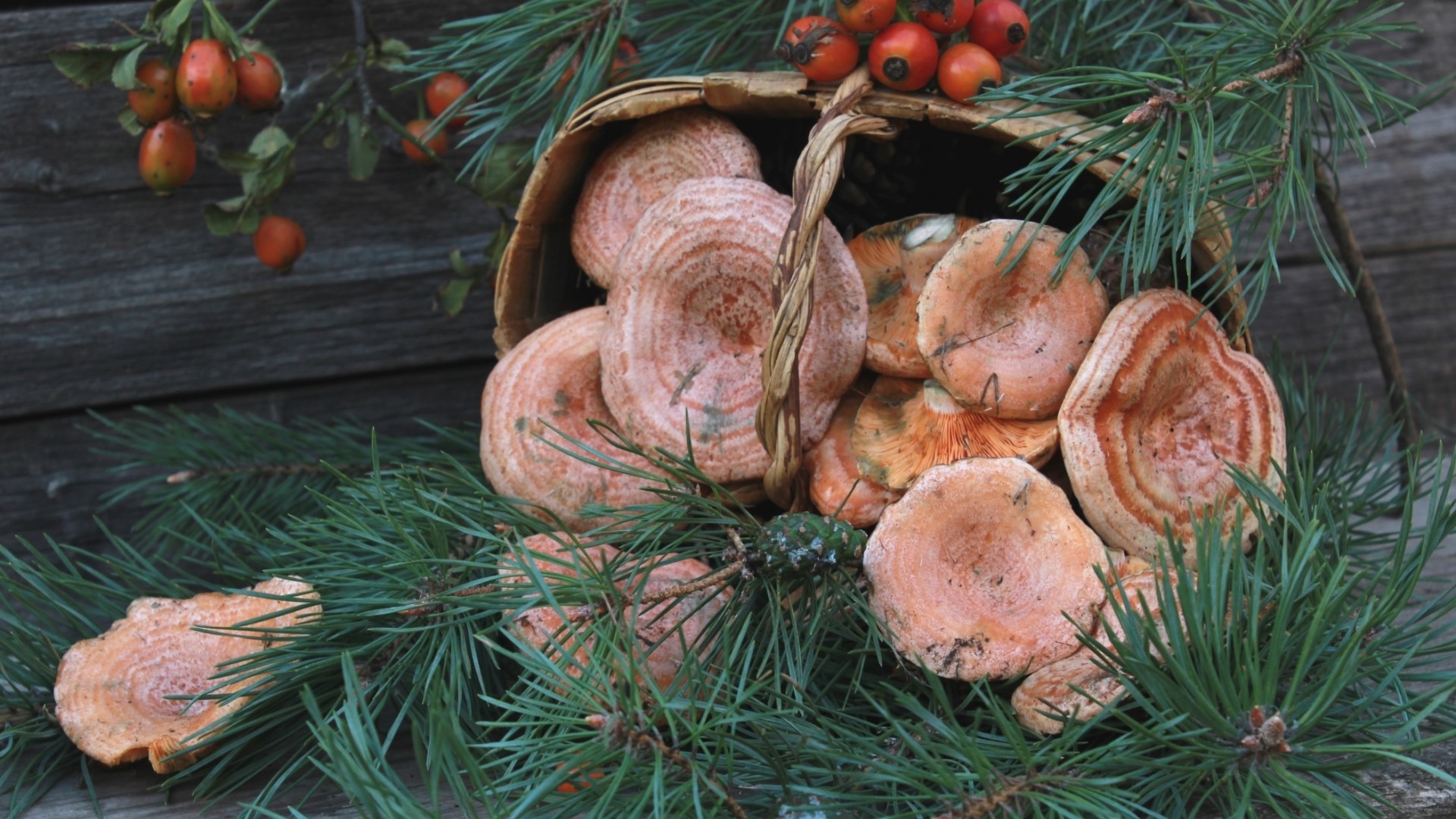 Basket of Milk Mushrooms with Pine Needles and Berries HD Wallpaper