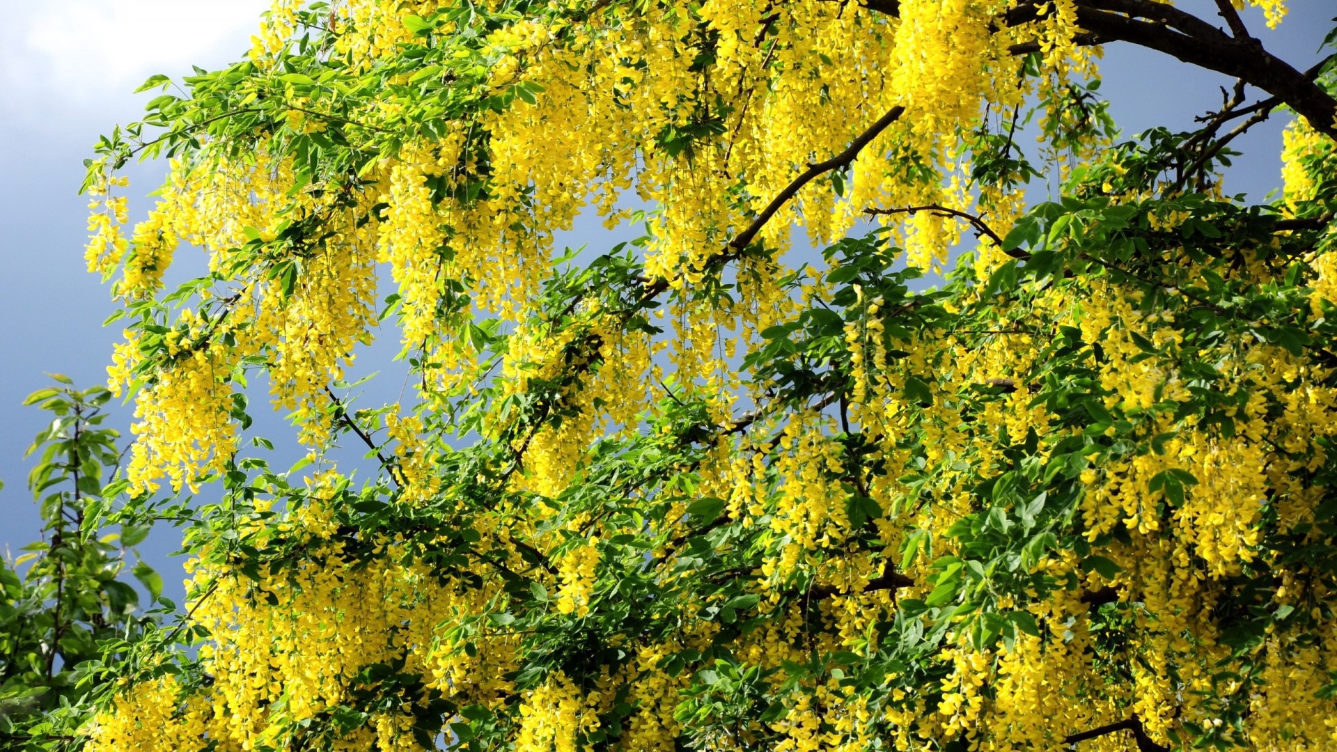 Yellow flowers on a tree HD Wallpaper