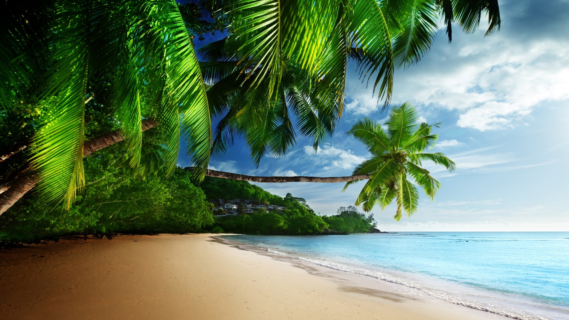 Tropical Beach with Palm Trees and Ocean HD Wallpaper
