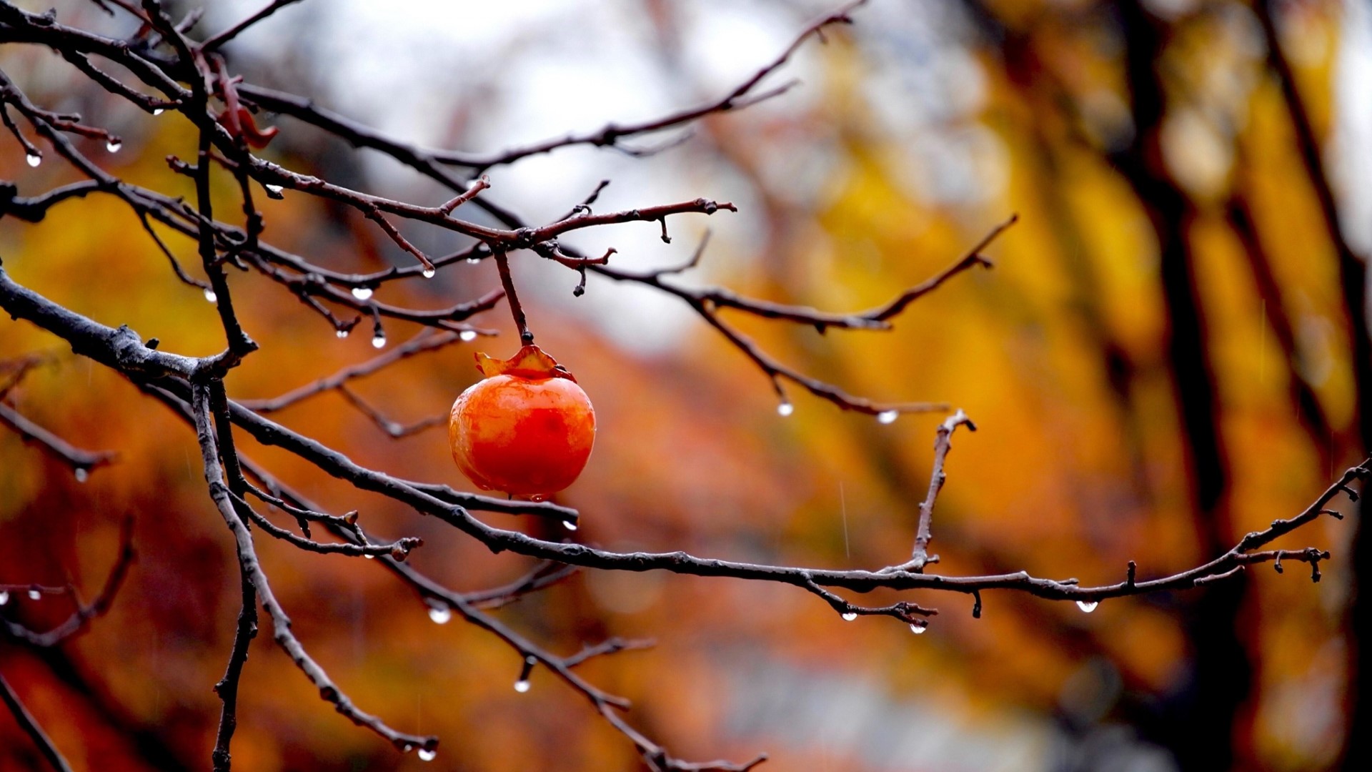 Persimmon on a branch in autumn HD Wallpaper