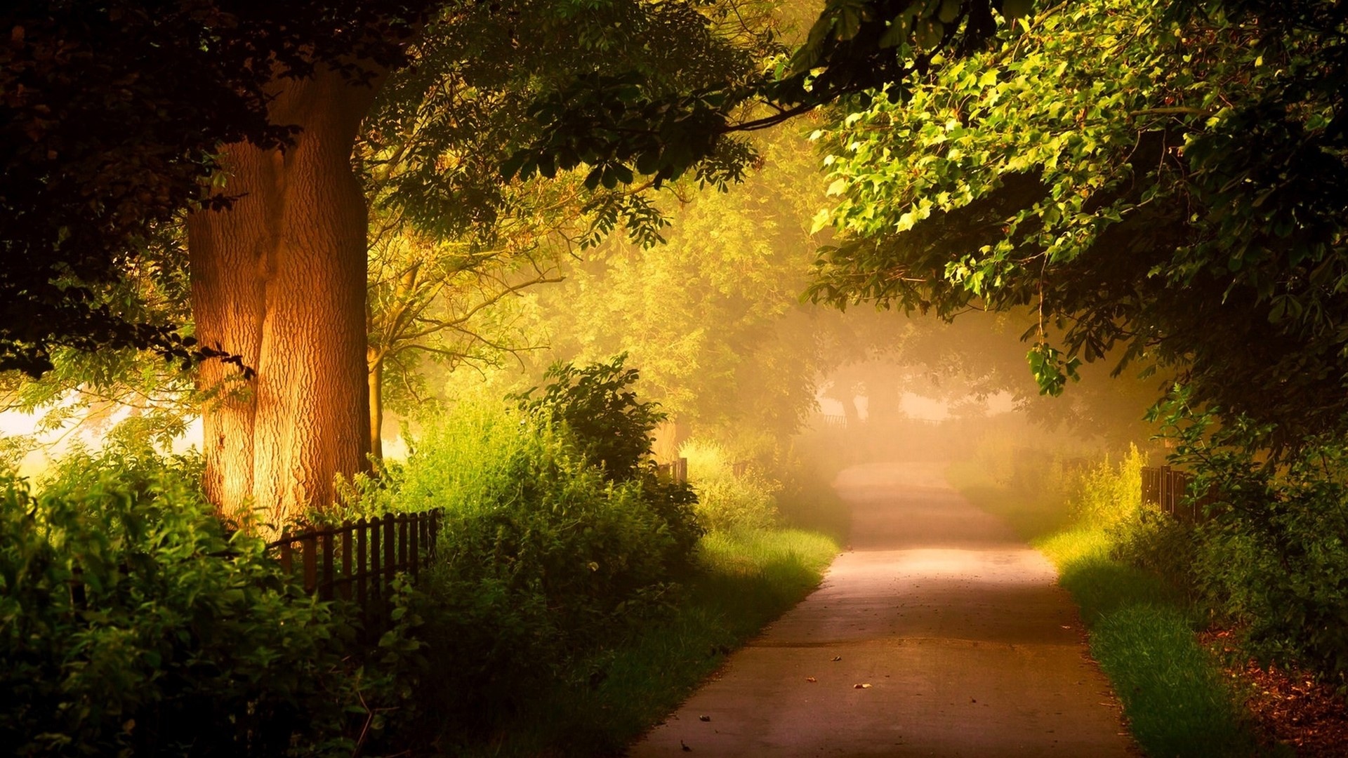 A foggy path through a sunlit forest HD Wallpaper