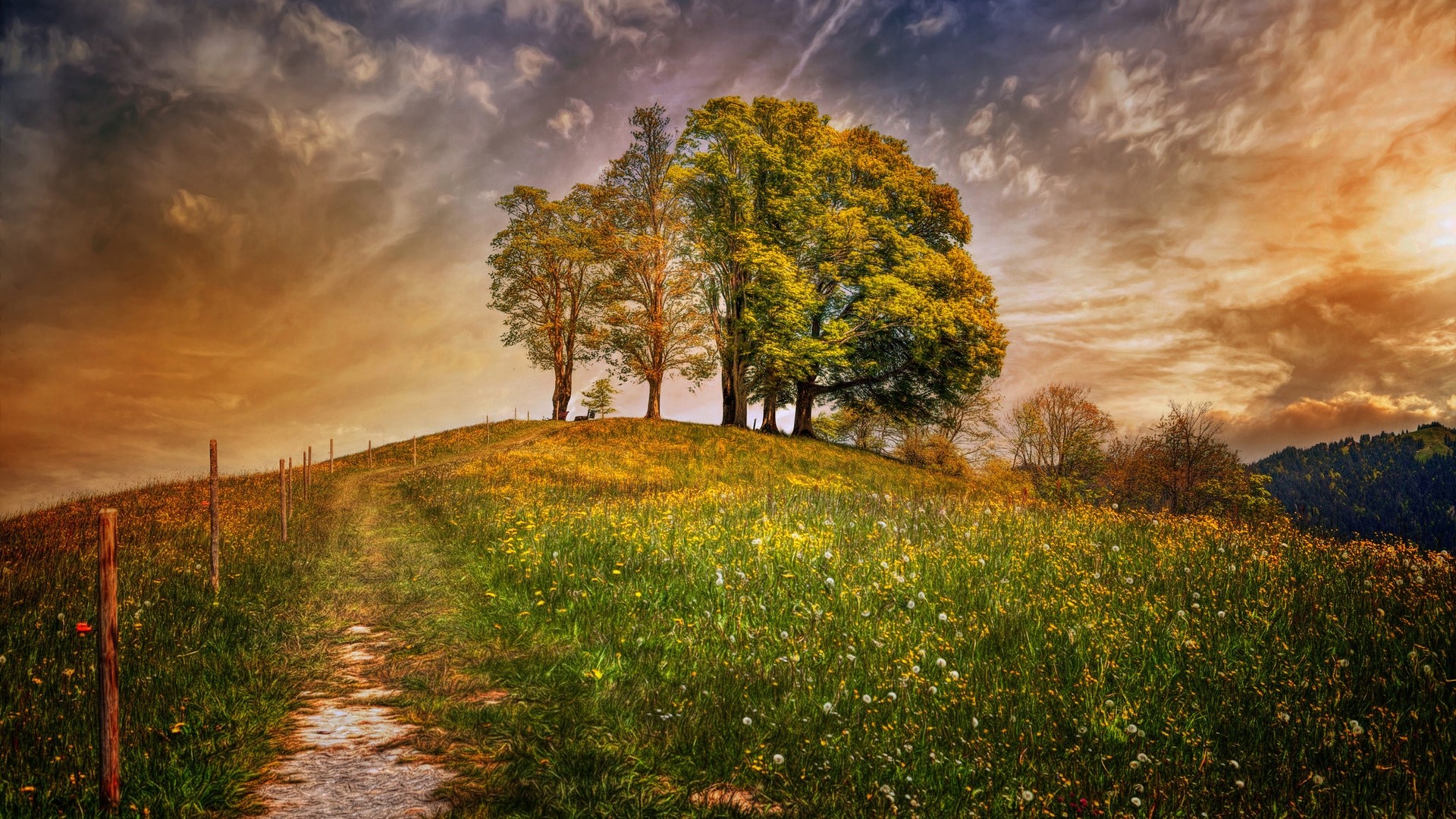 Path to trees on a hill with dramatic sky HD Wallpaper