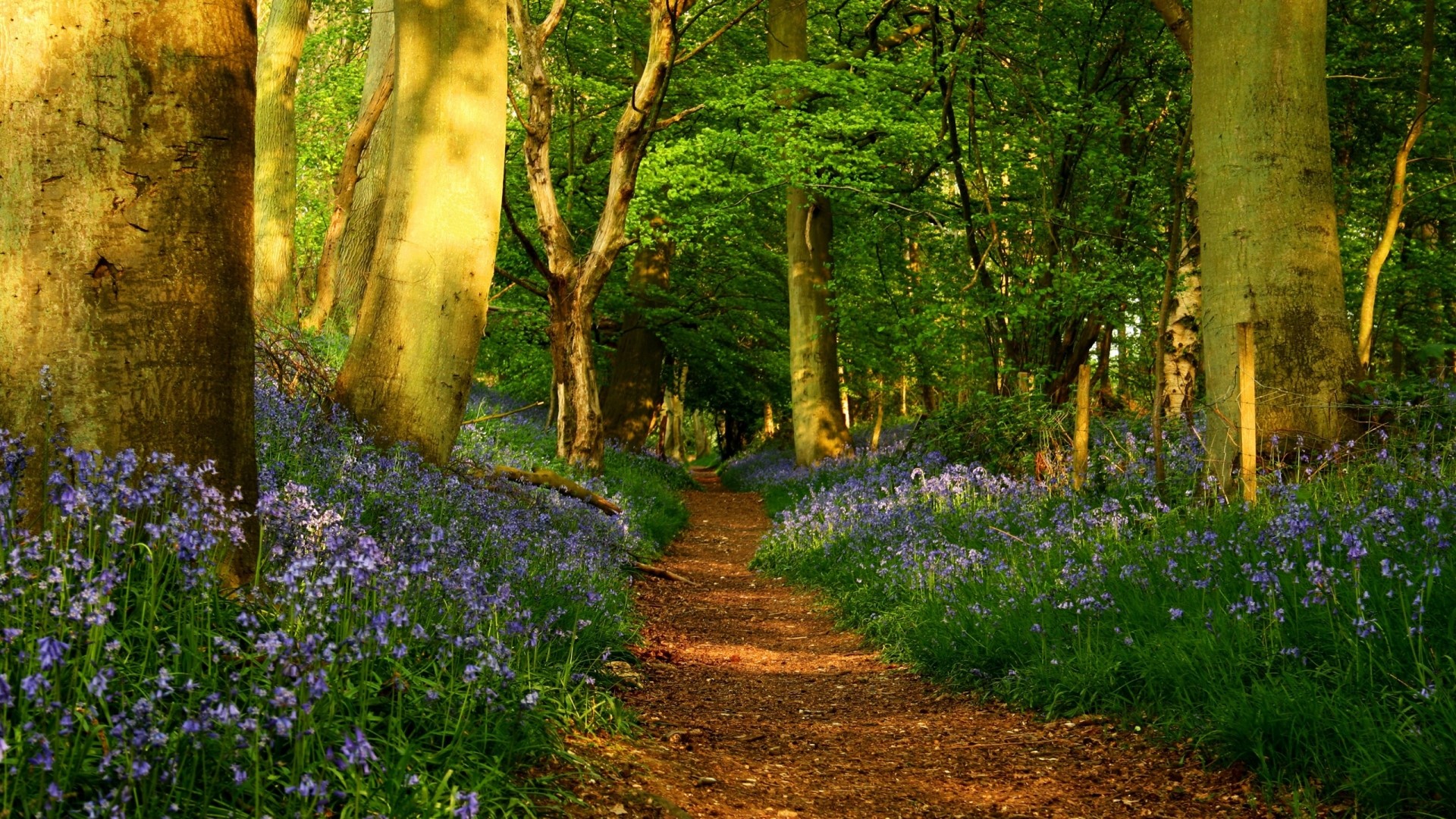 Forest path with bluebells and trees HD Wallpaper