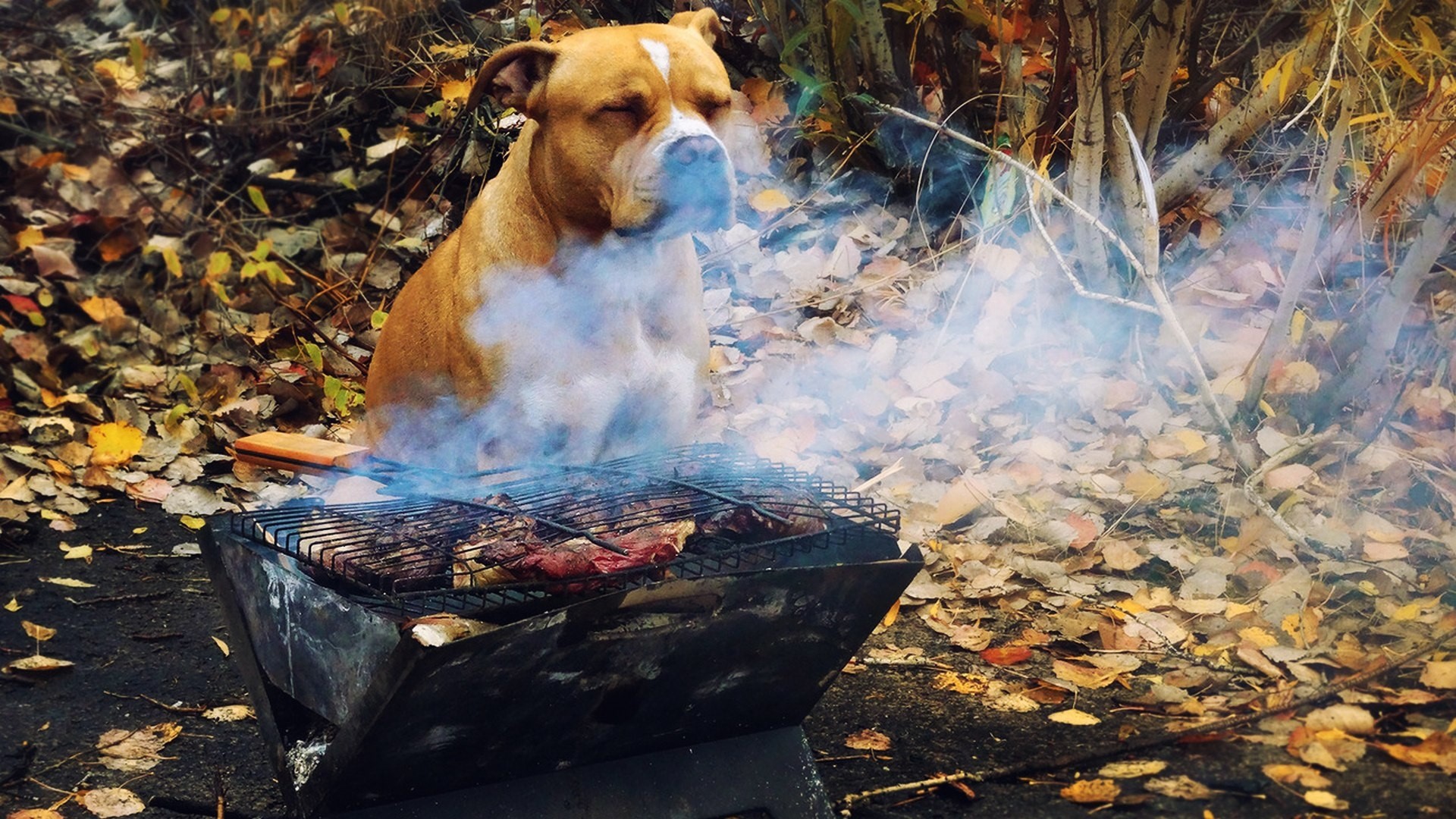 Dog near a barbecue grill with meat HD Wallpaper