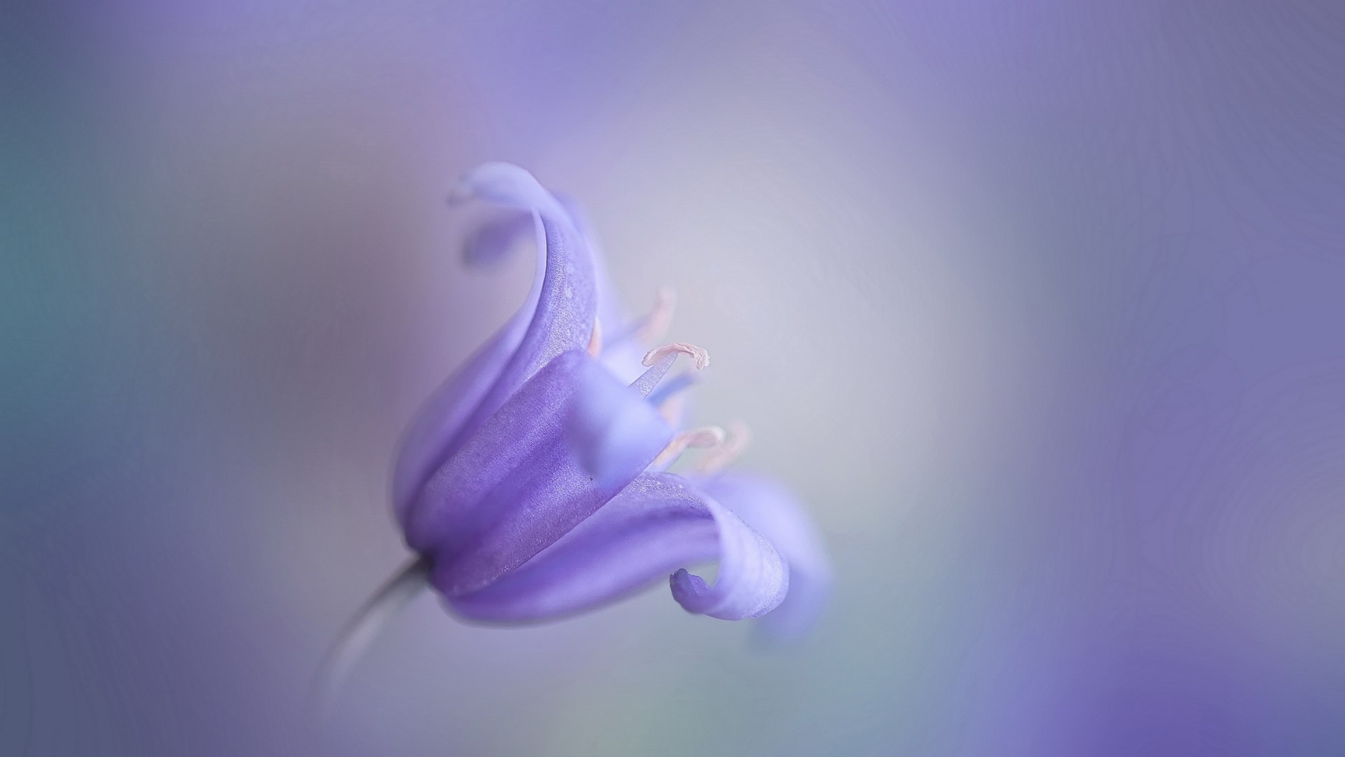 Close-up of a purple bell flower HD Wallpaper