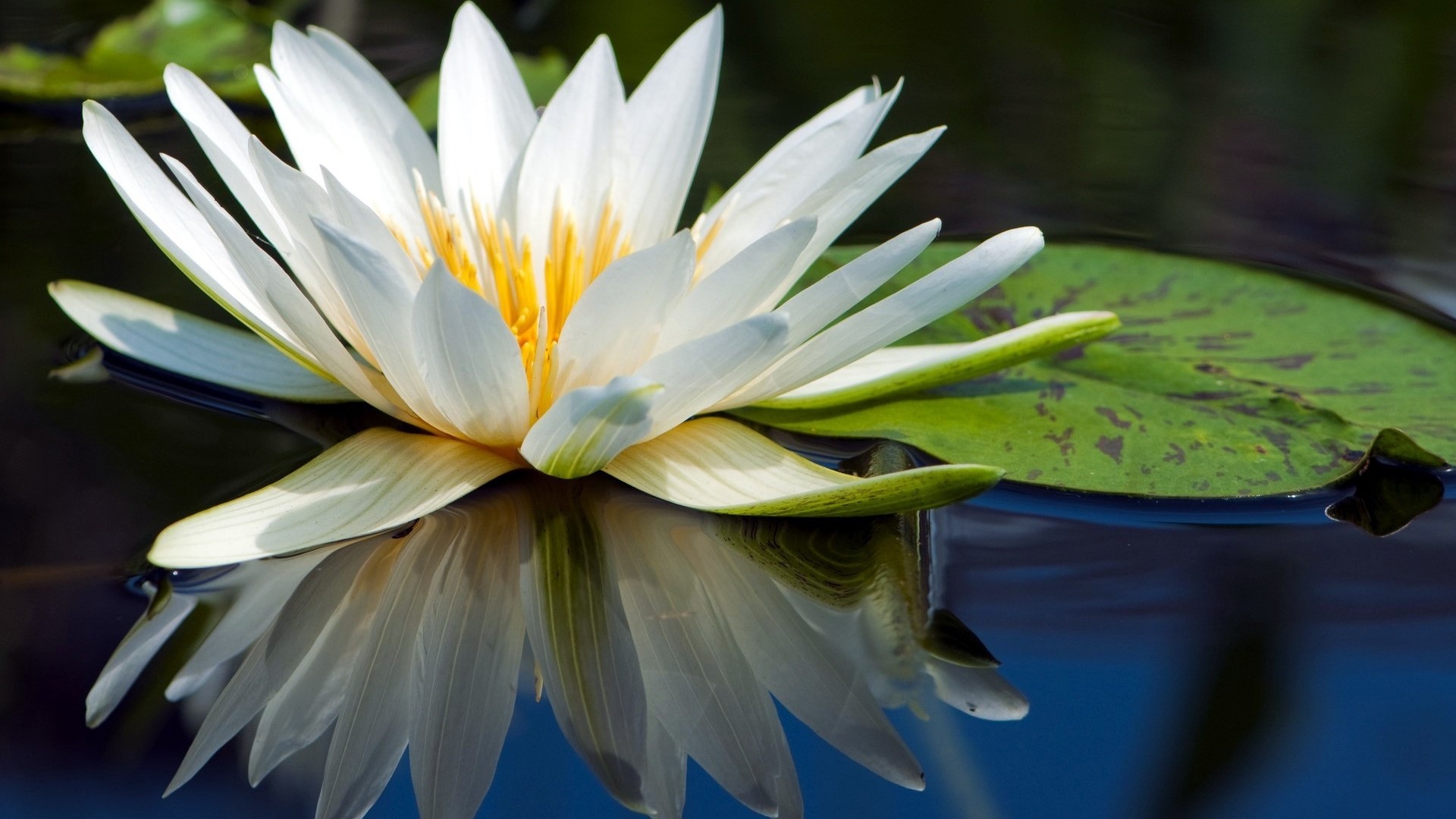 White water lily on dark water with reflection HD Wallpaper