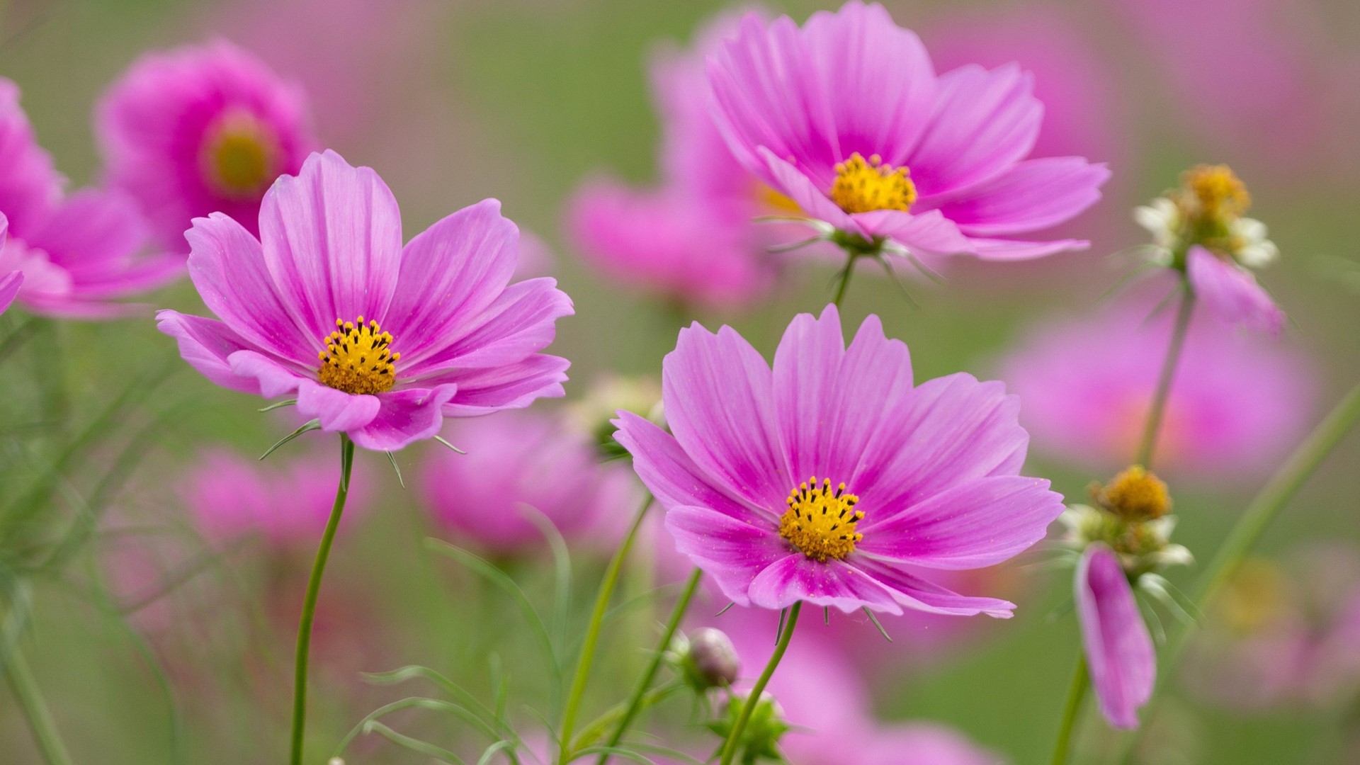 Pink Cosmos Flowers in a Field HD Wallpaper