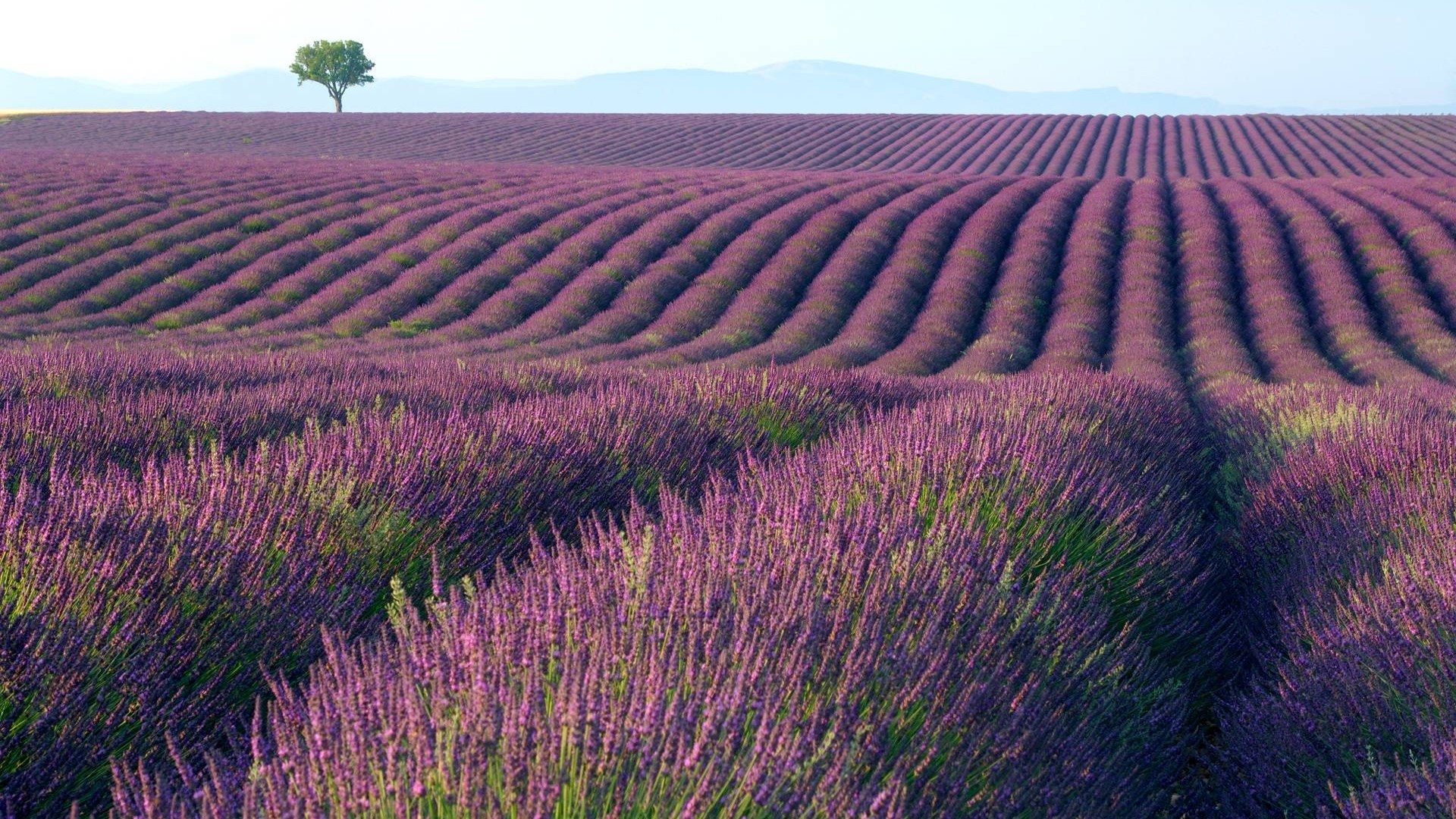 Lavender Fields with a Lone Tree HD Wallpaper