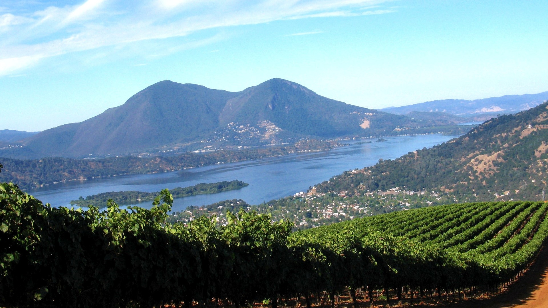 Vineyard overlooking Clear Lake in Lake County, California HD Wallpaper
