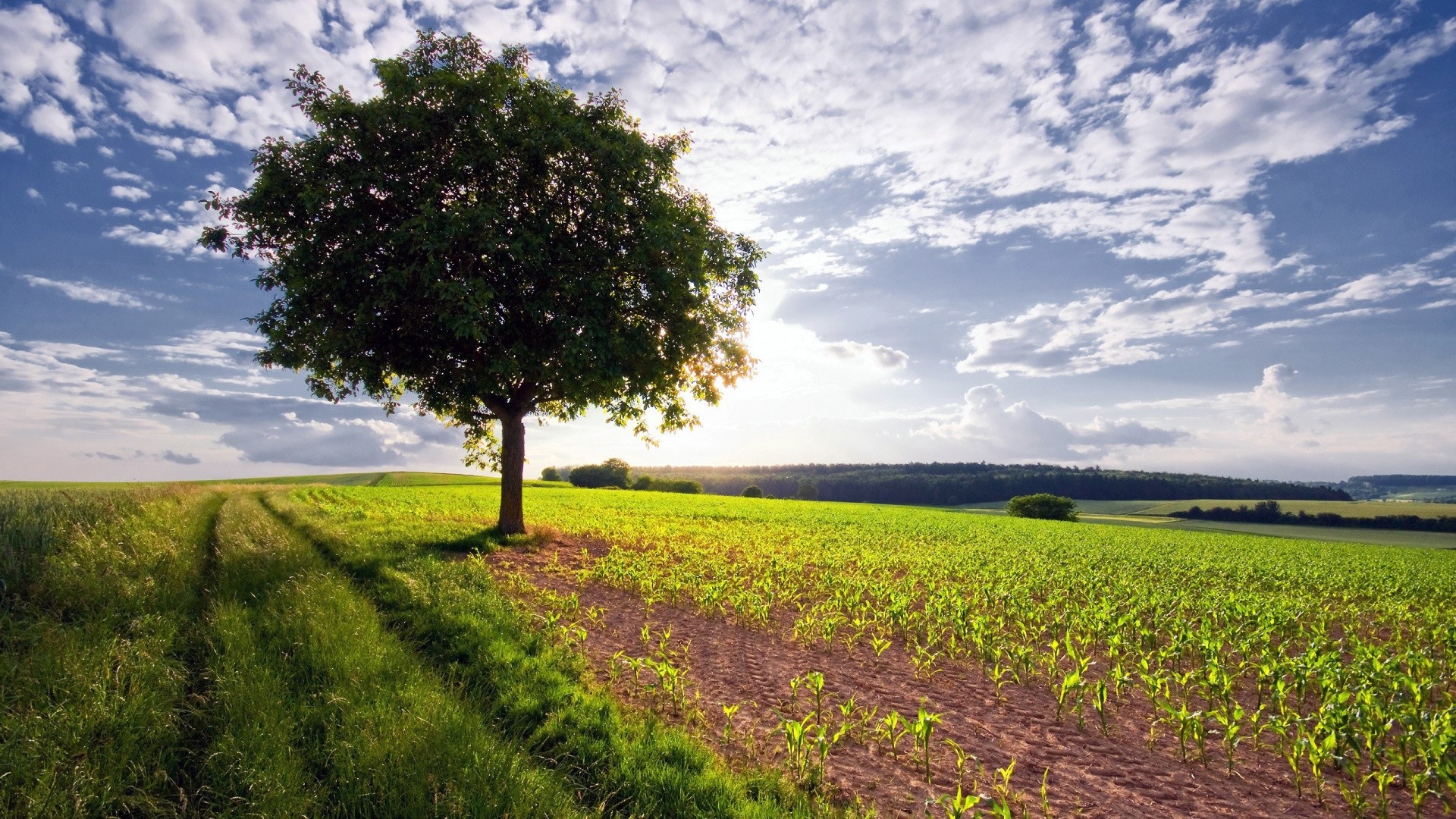 Tree in a field with clouds HD Wallpaper