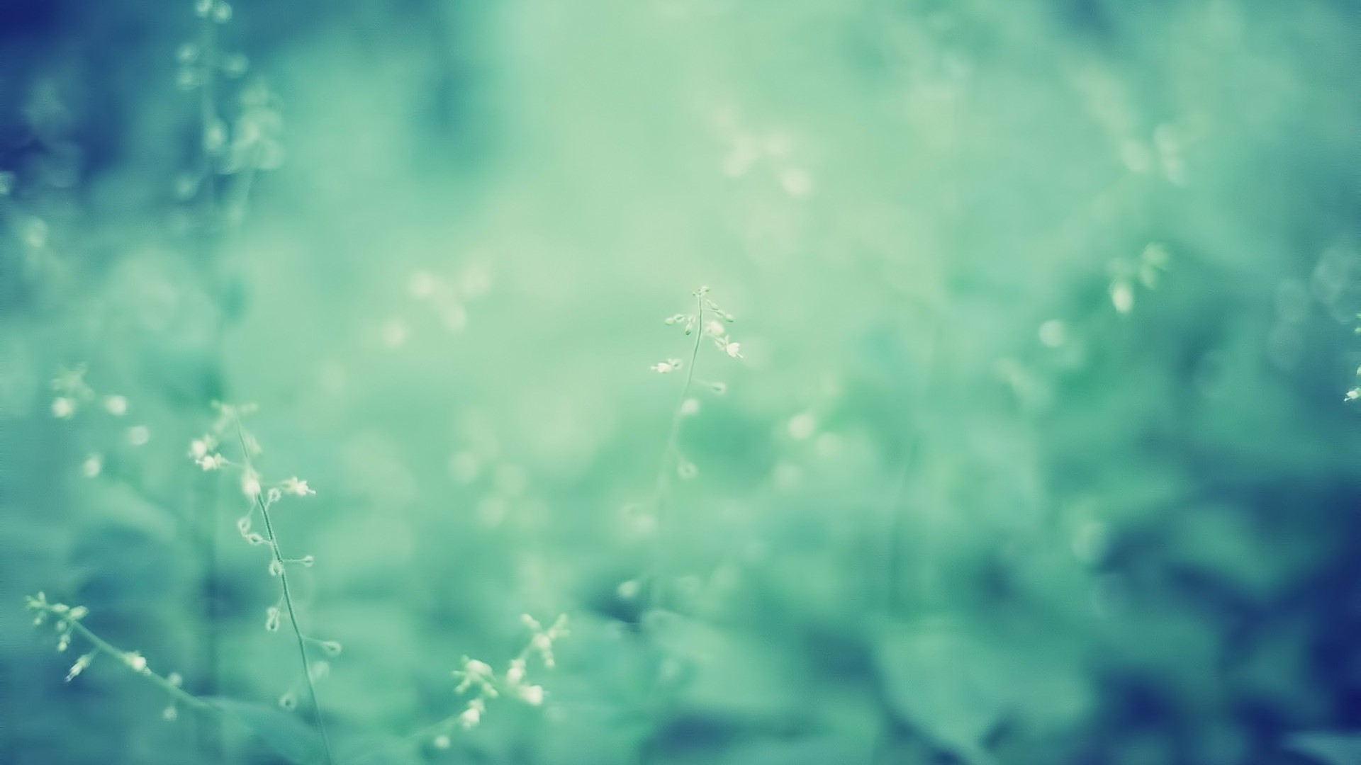 Macro view of delicate white flowers in soft focus HD Wallpaper