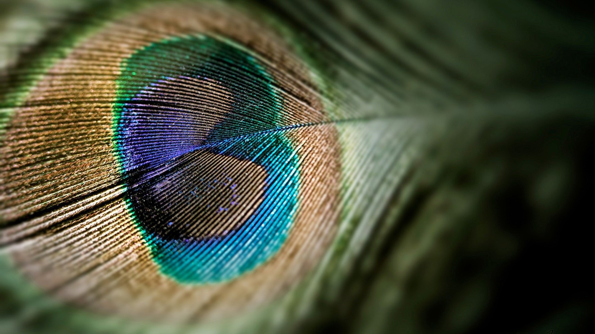 Close-up of a Peacock Feather HD Wallpaper