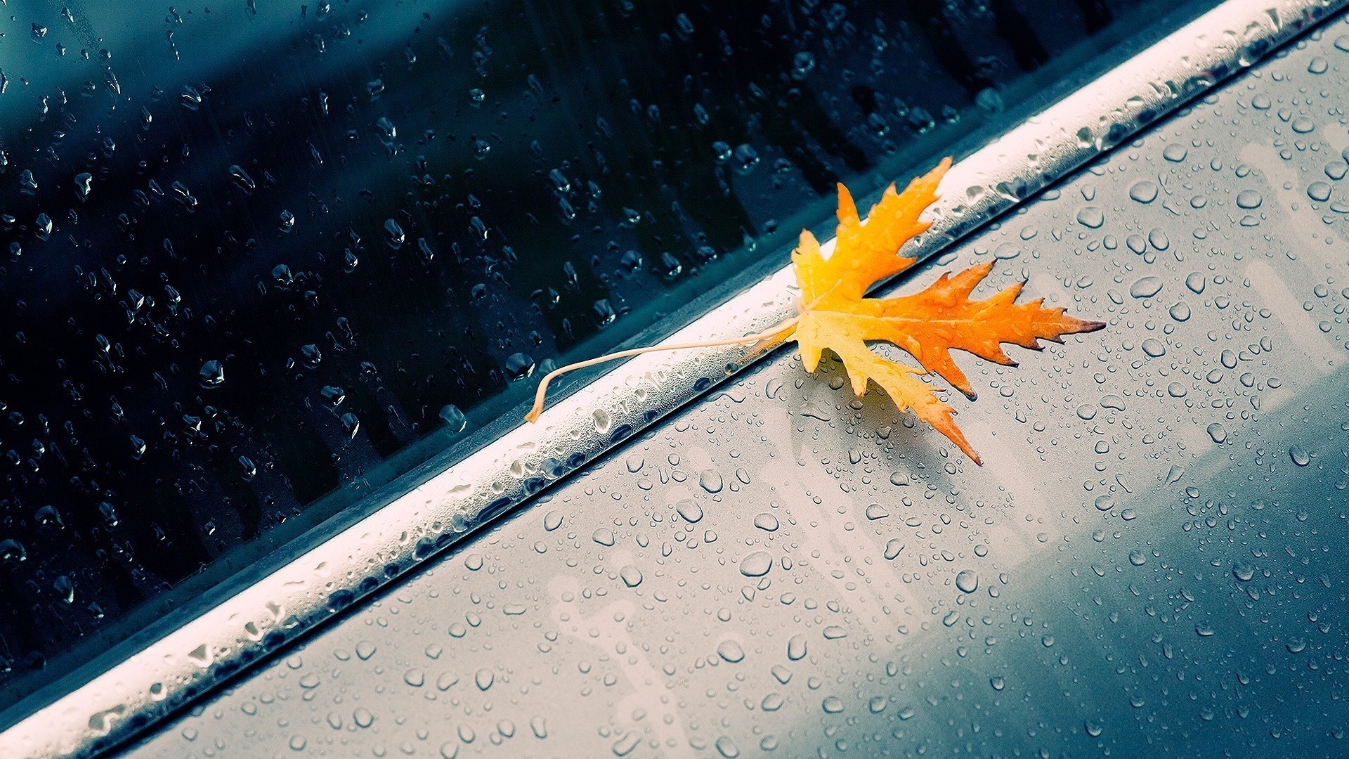 Yellow leaf on a wet car HD Wallpaper