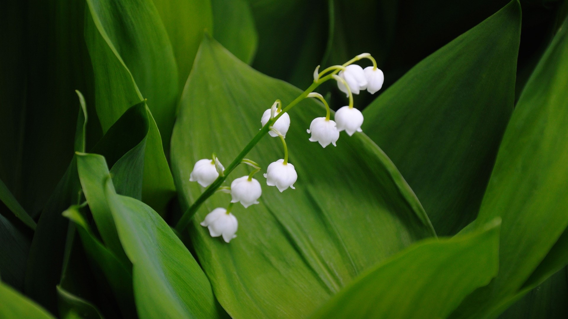 Lily of the Valley Flowers HD Wallpaper