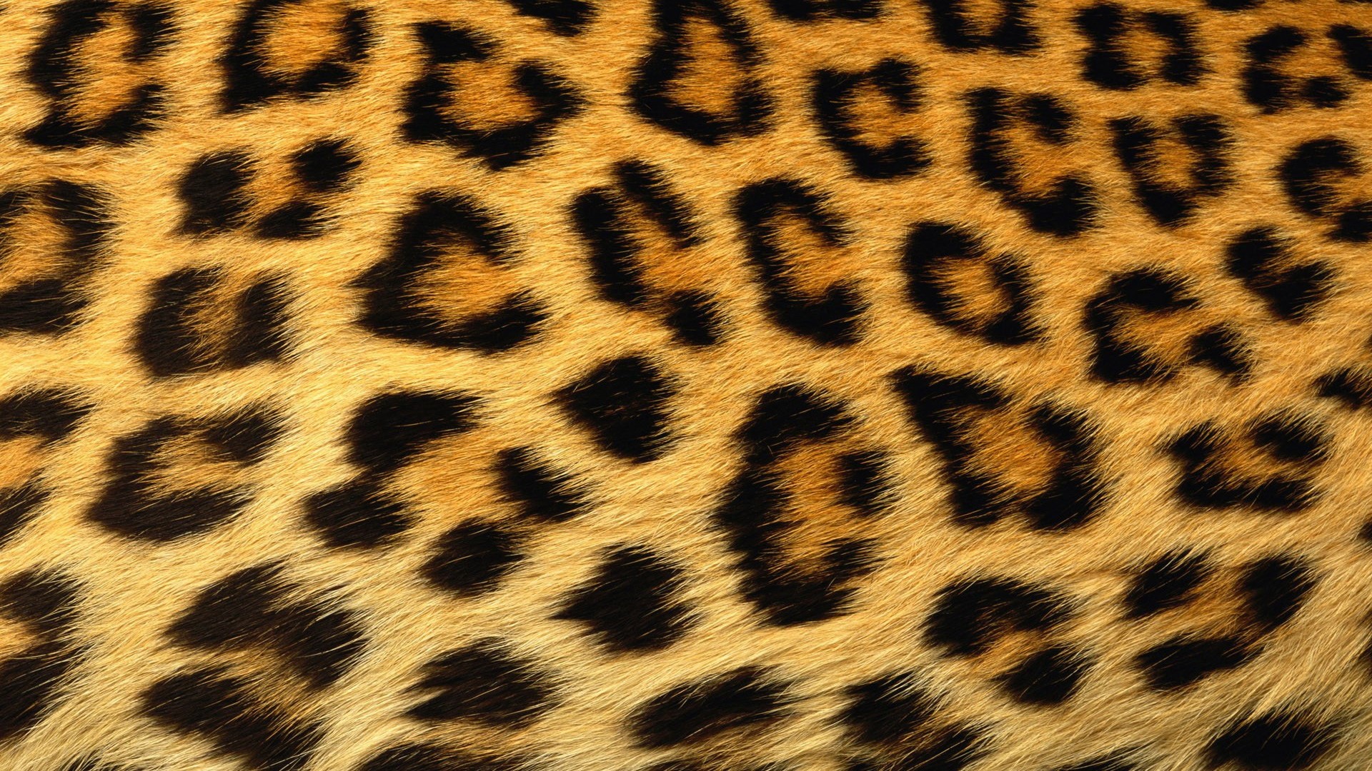Leopard Skin Texture HD Wallpaper