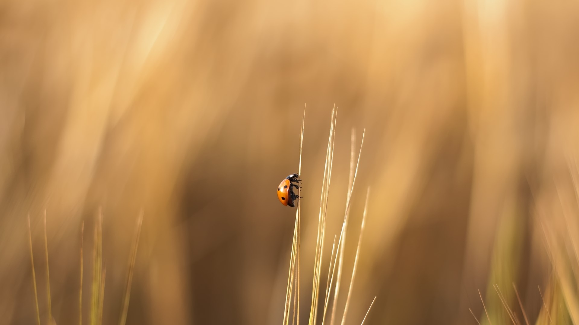 Ladybug on a blade of grass HD Wallpaper