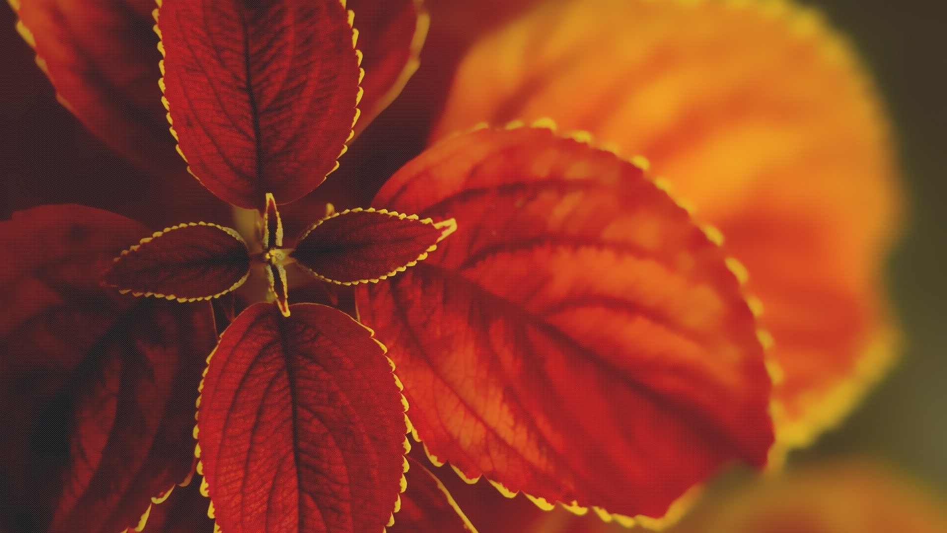 Macro shot of red and orange leaves HD Wallpaper