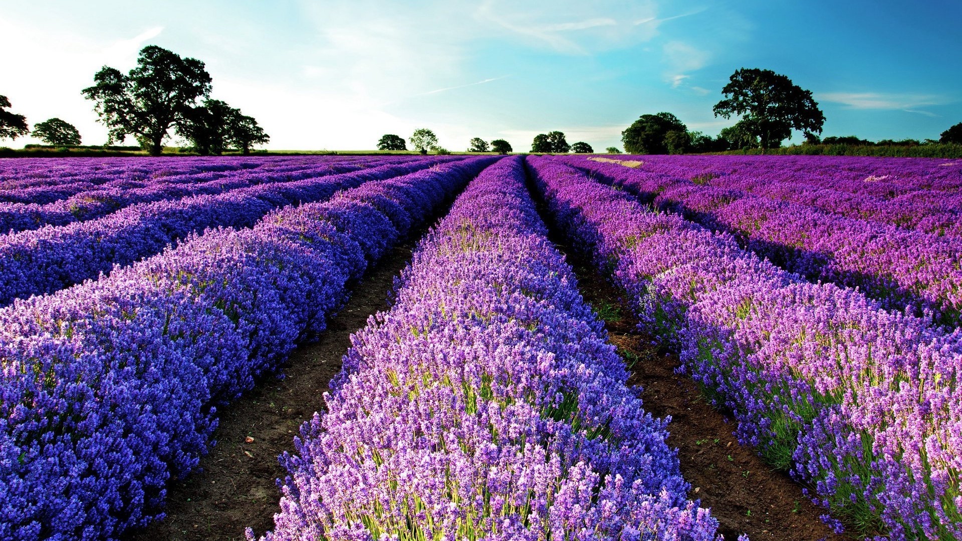Lavender Fields in France HD Wallpaper