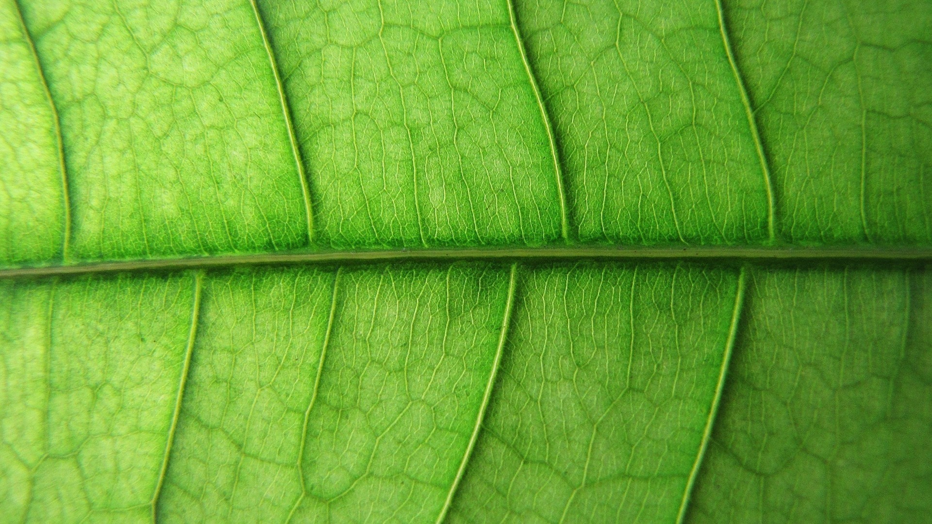 Macro view of a green leaf's veins HD Wallpaper