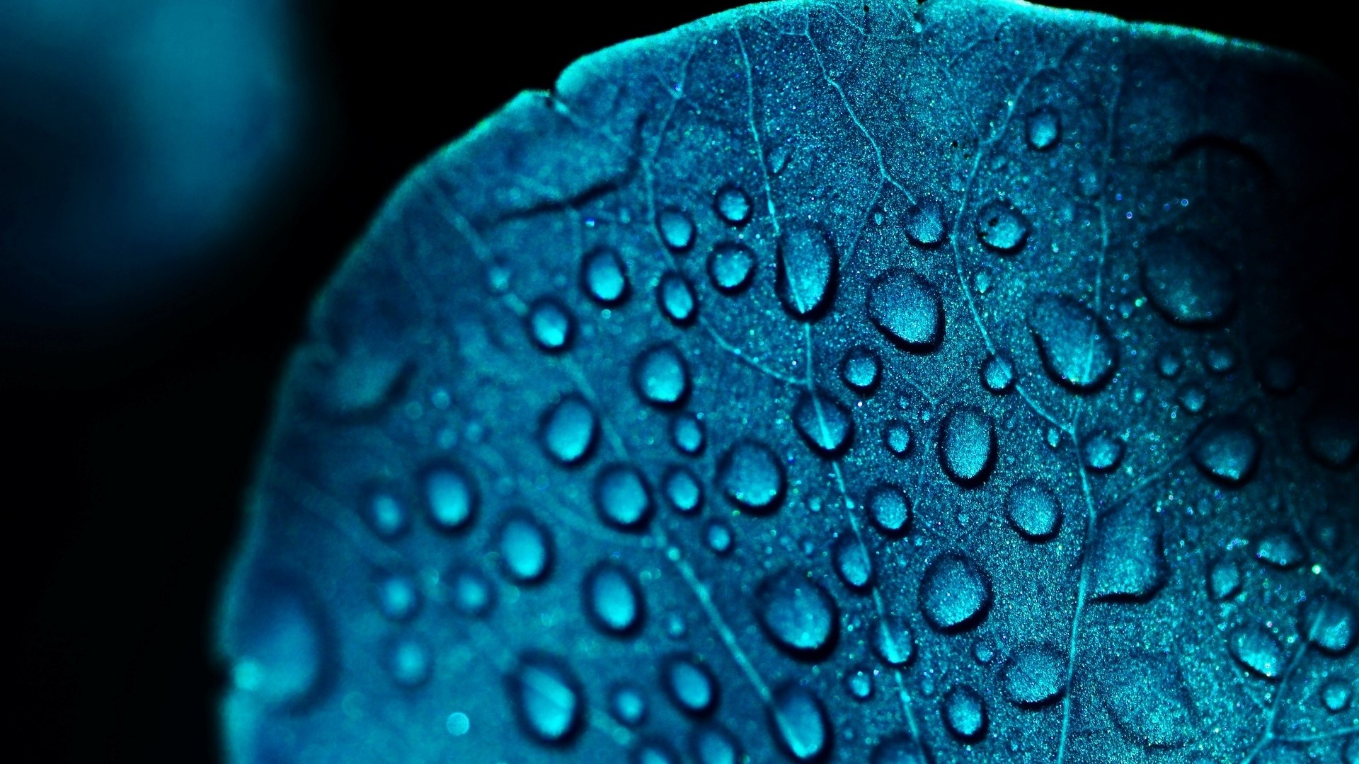 Blue Leaf with Water Drops Macro HD Wallpaper