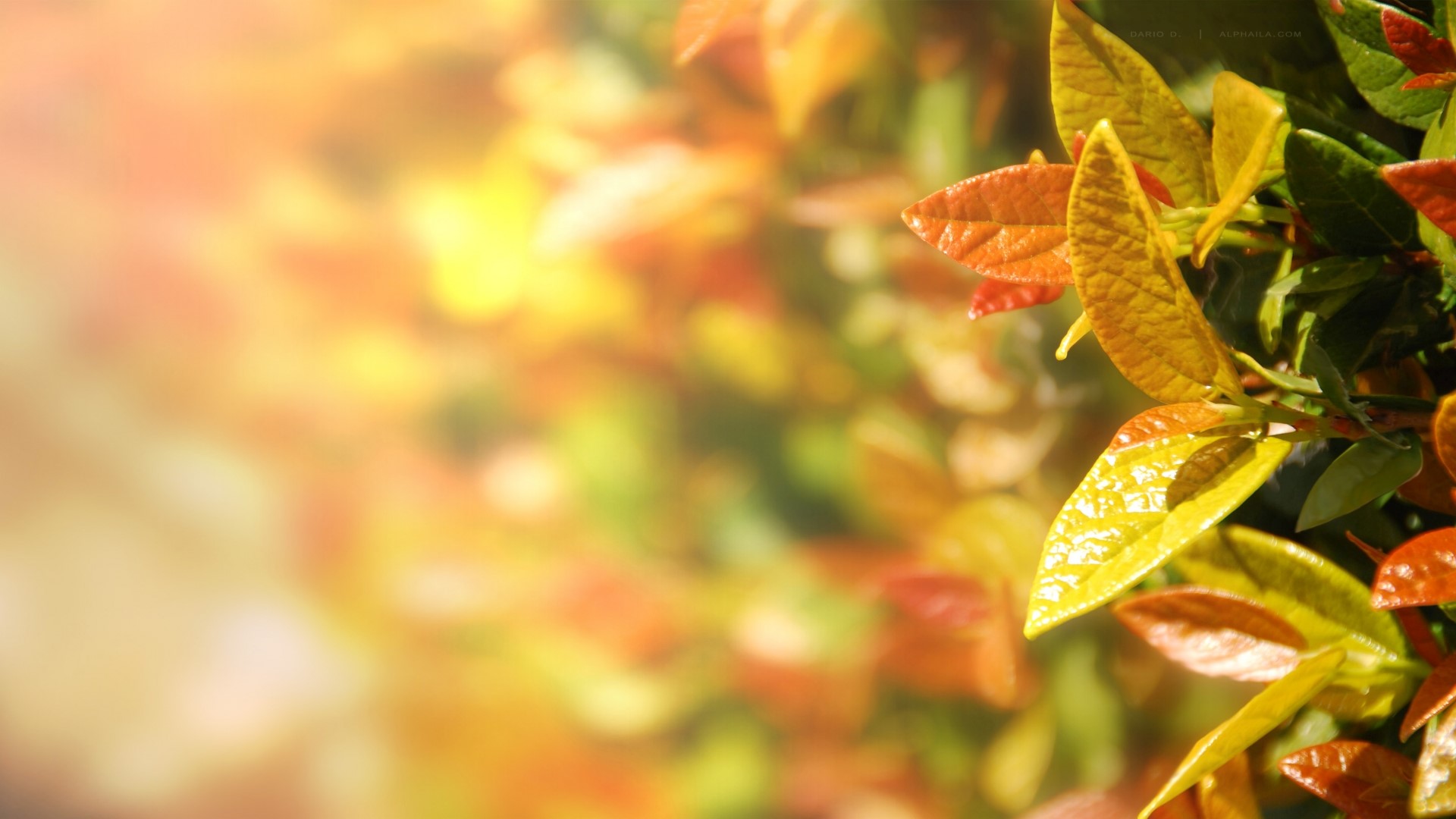Close-up of Autumn Leaves with Sunlight HD Wallpaper