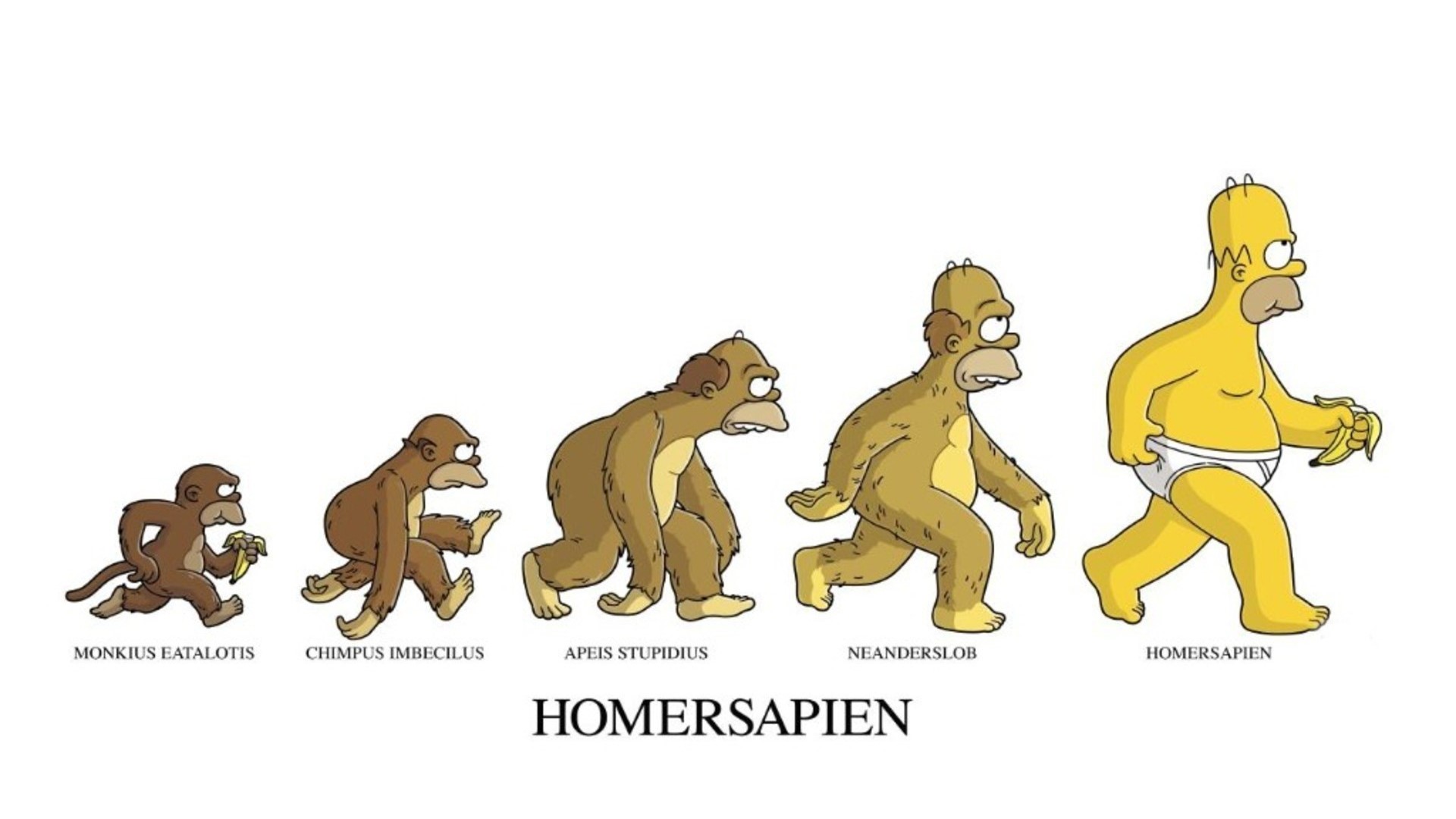 The Simpsons Homersapien Evolution HD Wallpaper