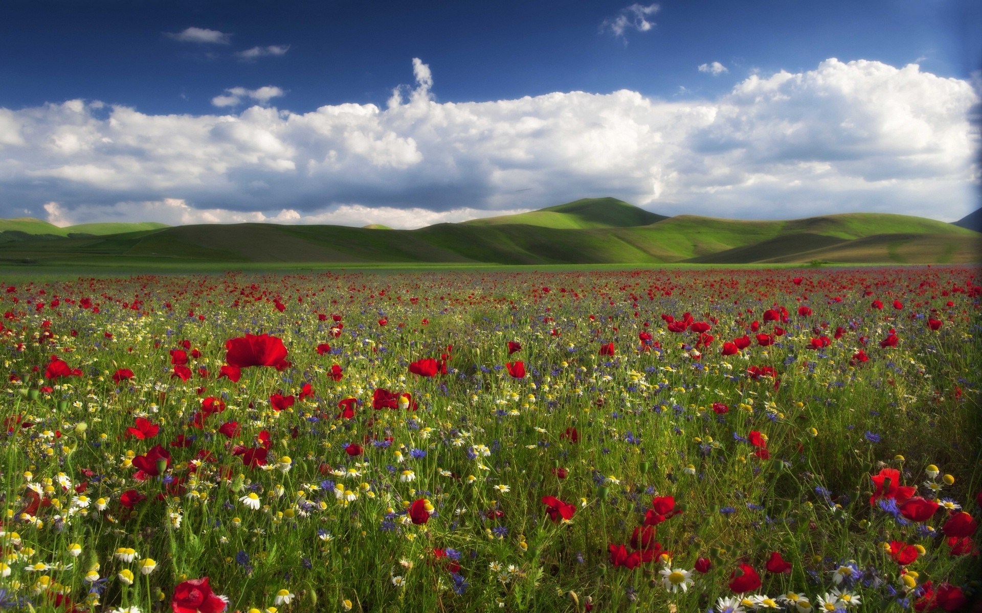 Field of red poppies and wildflowers under a blue sky HD Wallpaper