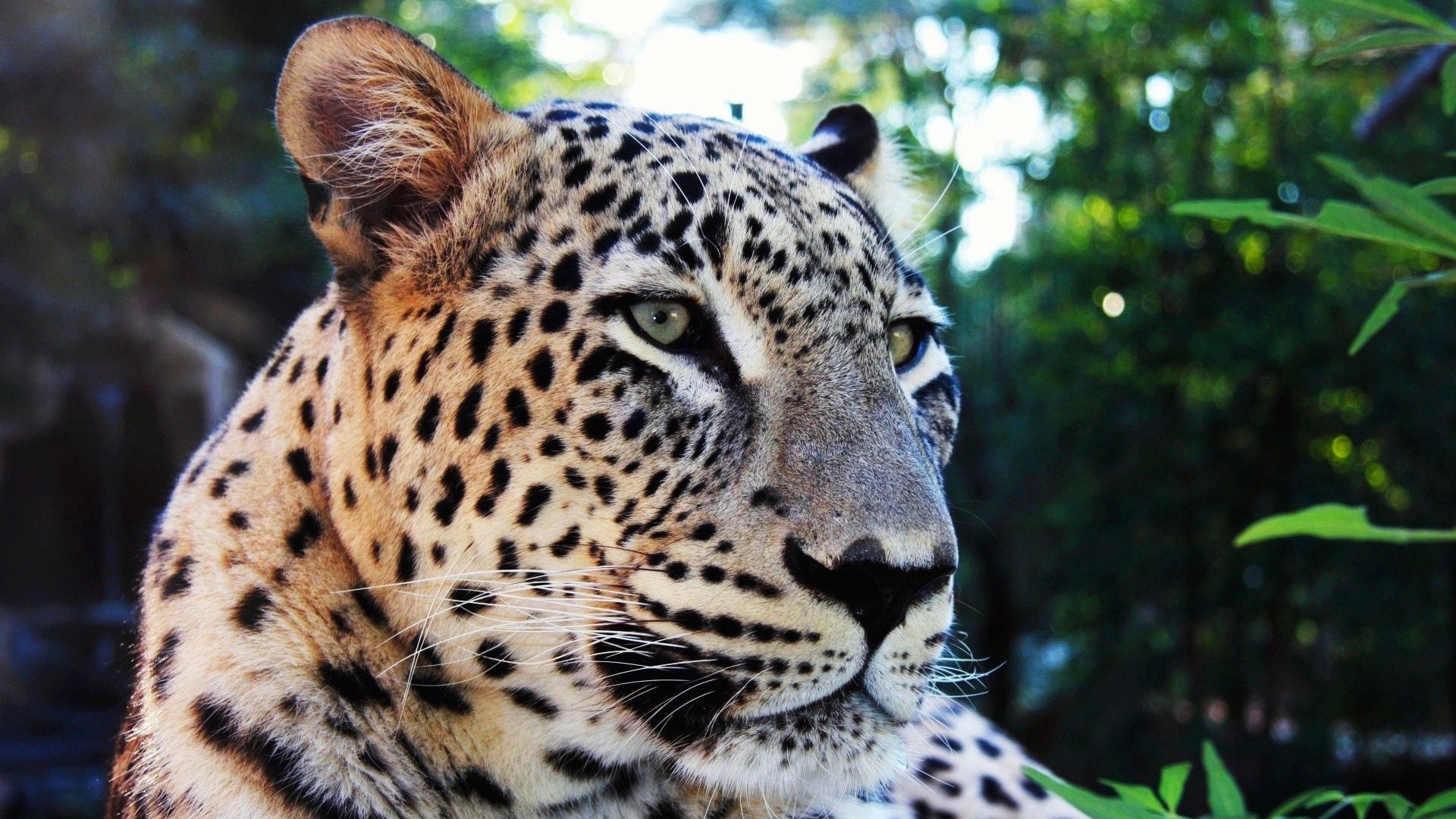 Leopard close up in nature HD Wallpaper