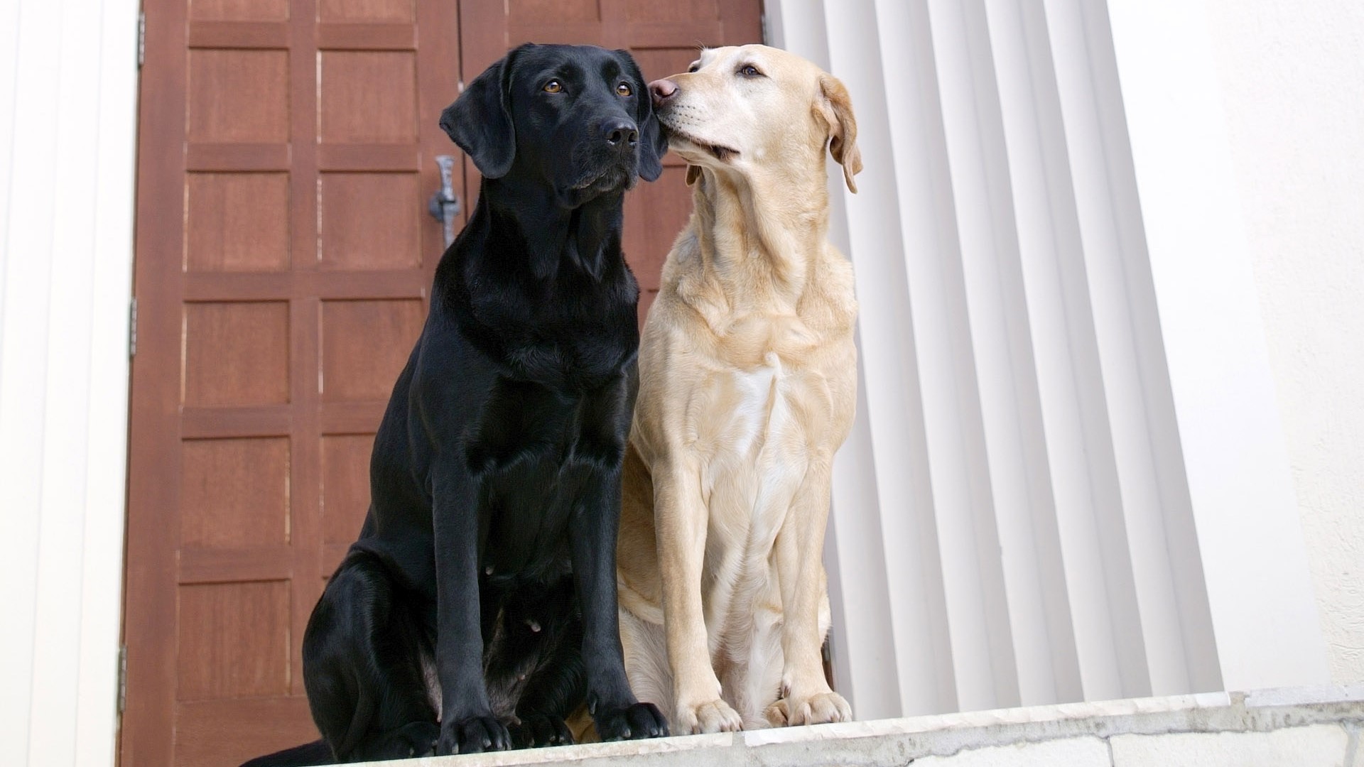 Two Labrador dogs, one black and one yellow, sitting together HD Wallpaper