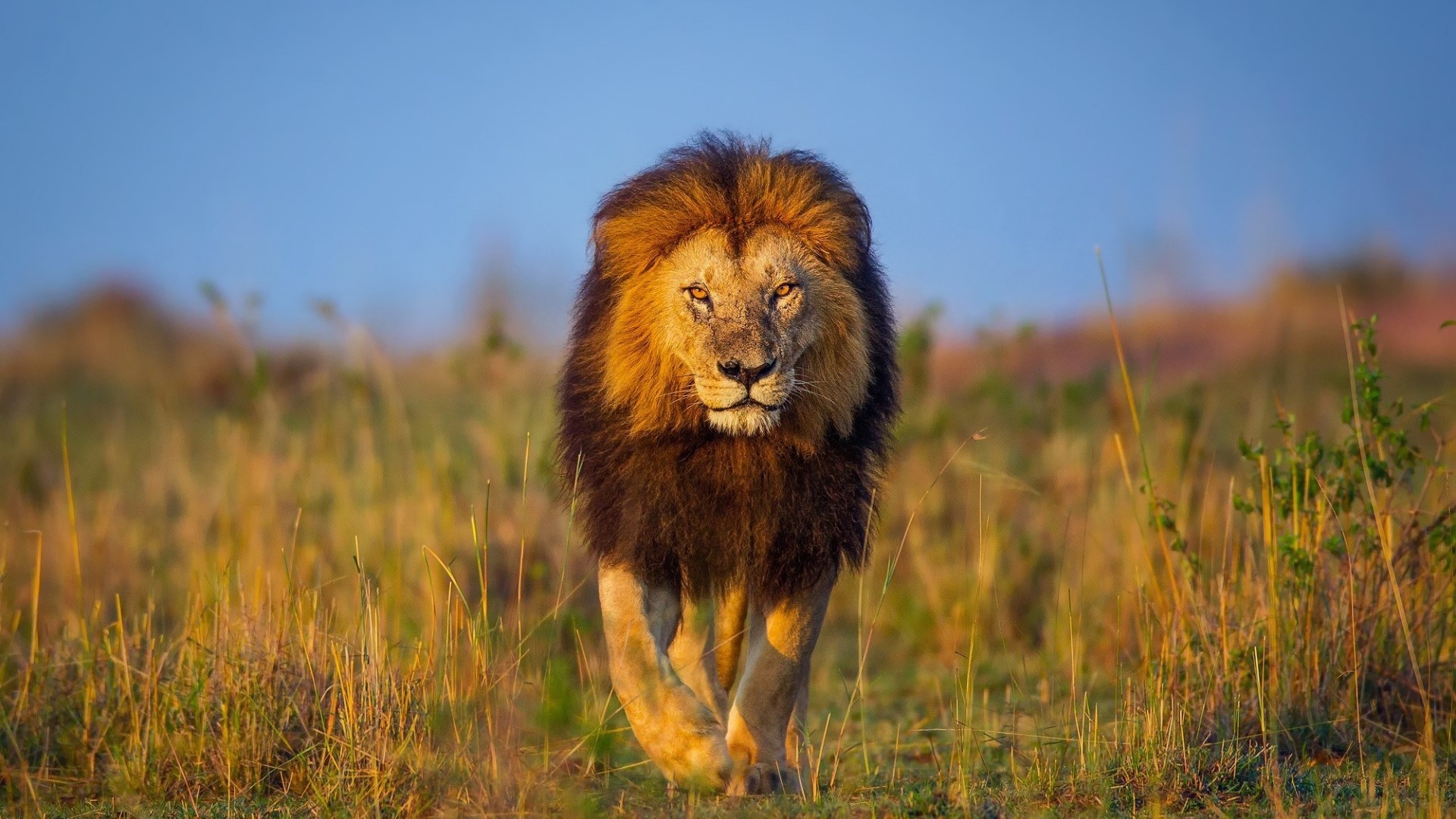 Lion walking in the wild HD Wallpaper