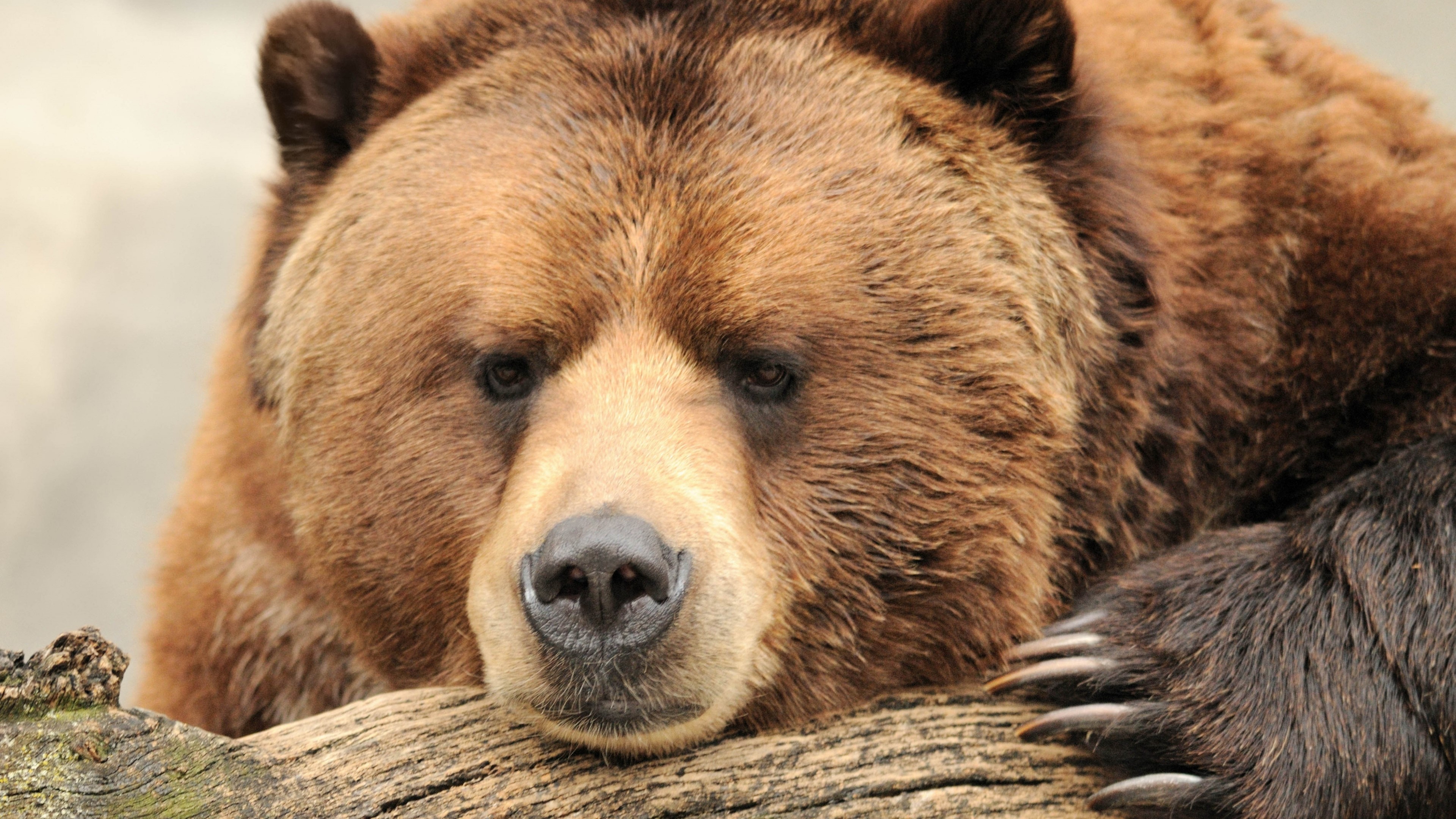 Huge Grizzly Bear HD Wallpaper