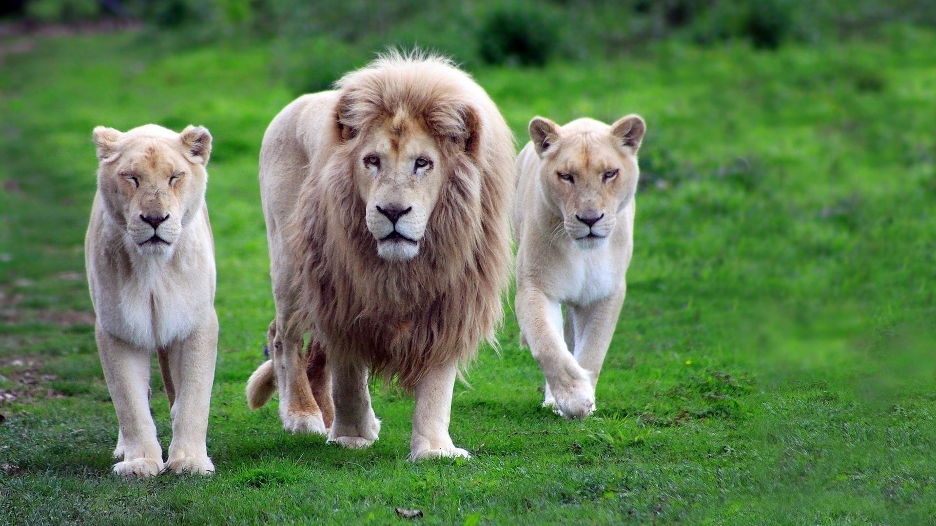 Three white lions walking on grass HD Wallpaper