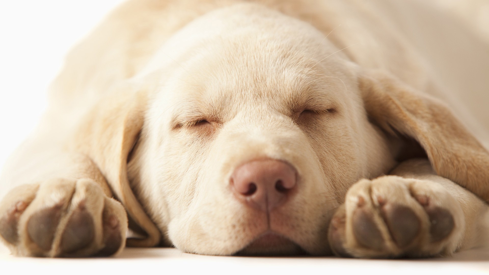 Labrador Retriever puppy sleeping HD Wallpaper